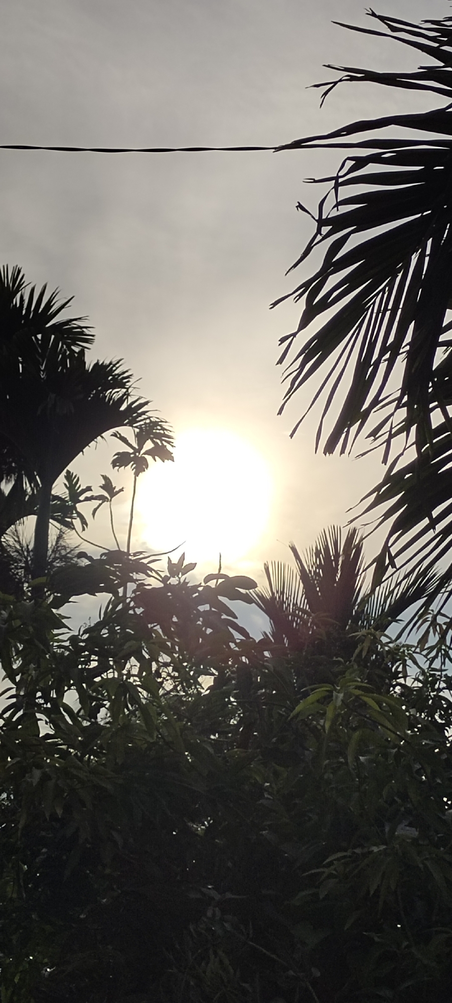 The image depicts a bright, sunlit sky with a power line stretching horizontally across the upper portion. Silhouetted against the bright sun and sky are various palm fronds and leafy trees, suggesting an outdoor tropical environment. The sun is positioned centrally in the upper half of the frame, casting a bright glow that washes out some of the detail in the sky and obscures the finer features of the vegetation. The foliage is dense and varied, with distinct palm-like leaves on the right and left edges and smaller leaves in the center. The overall impression is that of a sunny day, possibly late afternoon or early morning given the angle of the light. This scene is consistent with the environment found in Lhokseumawe, Indonesia, a coastal city known for its tropical climate and abundant vegetation.