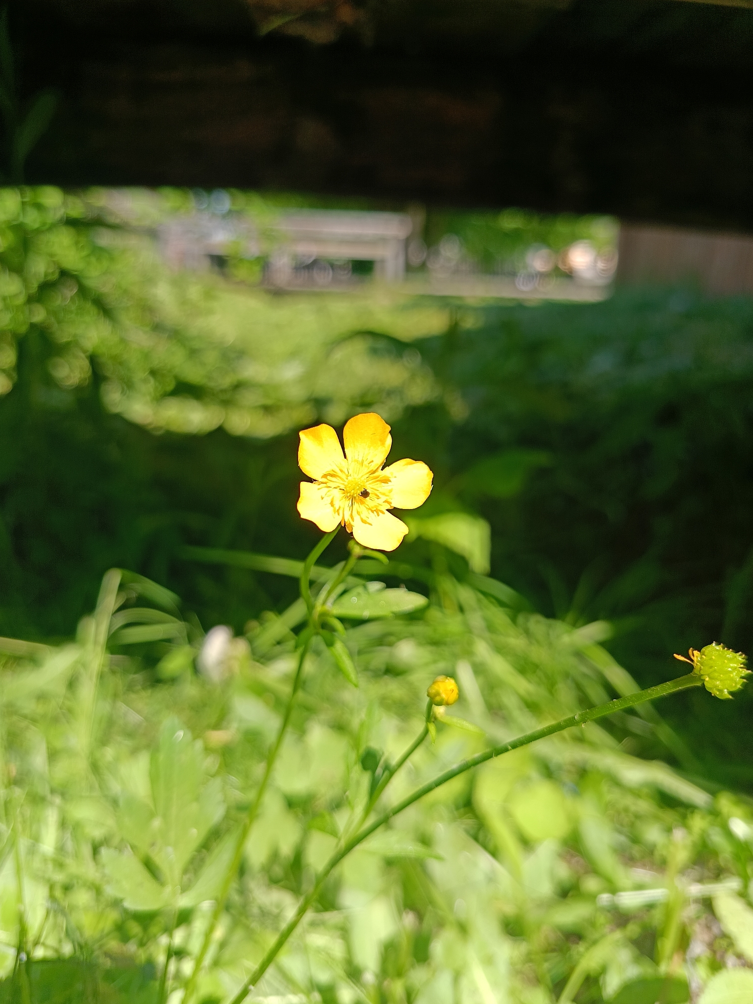 A close-up, low-angle shot features a bright yellow buttercup flower in the foreground, its petals slightly curled and a small insect visible on its surface. The flower is positioned to the right of center, with a delicate stem supporting it. Several other green stems and unfurled buds are also visible, some appearing out of focus. The background is a blur of lush green foliage, with dappled sunlight filtering through, creating soft bokeh effects. In the upper portion of the image, a dark, horizontal wooden structure is partially visible, casting a shadow over the scene. The environment suggests an outdoor setting, likely a garden or meadow, with hints of a distant, blurred structure that could be a bench or fence. The overall lighting is bright and natural, indicating it was taken during the daytime. The image does not contain any identifiable landmarks or specific features that would definitively place it in Popovca, Russia, or any particular city.