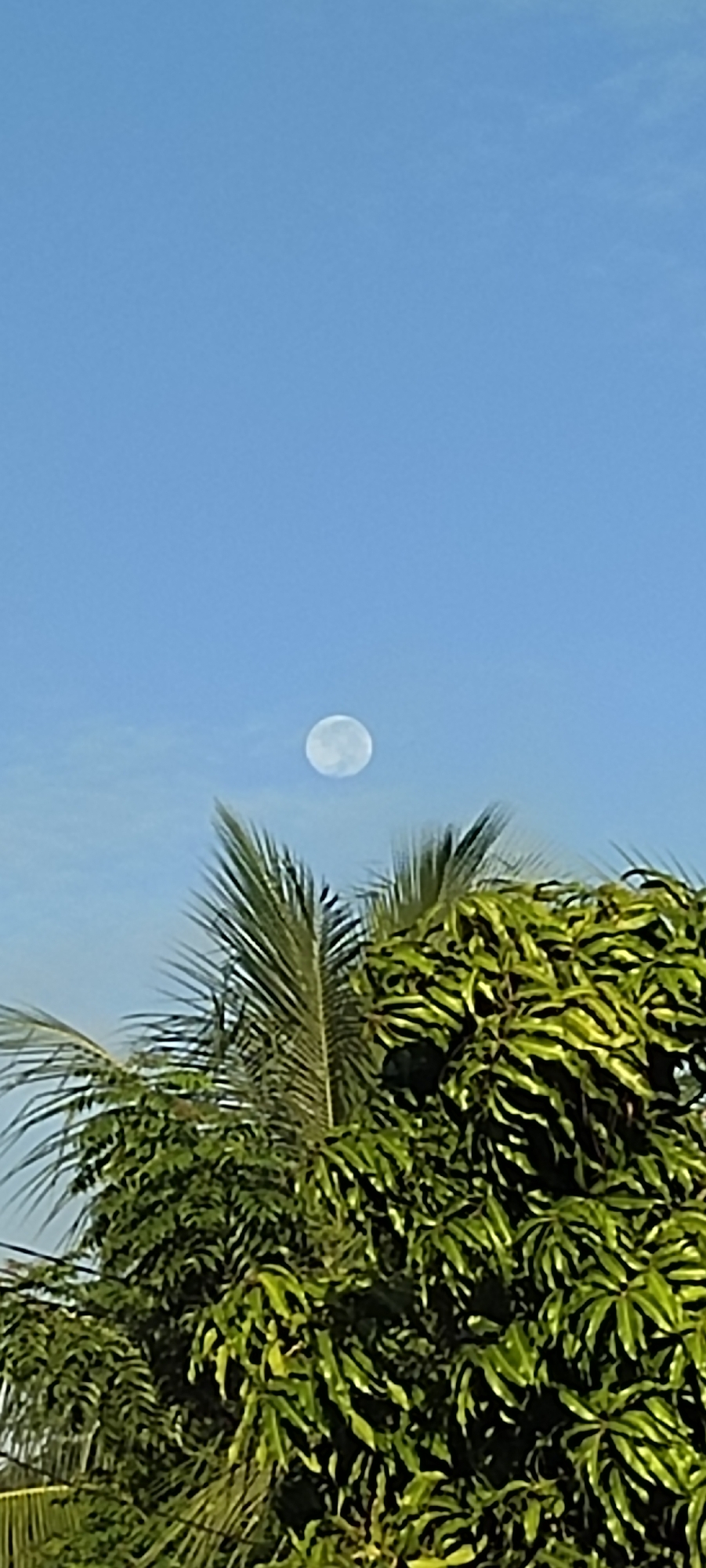 The image captures a clear blue sky with a full moon visible in the upper portion. In the foreground, the lush green canopy of trees, likely mango trees given their dense foliage and leaf structure, occupies the lower half of the frame. Palm fronds are also visible peeking from behind the mango trees. The scene appears to be an outdoor setting. Without further information or context, it is impossible to determine the specific location within Lhokseumawe, Indonesia.