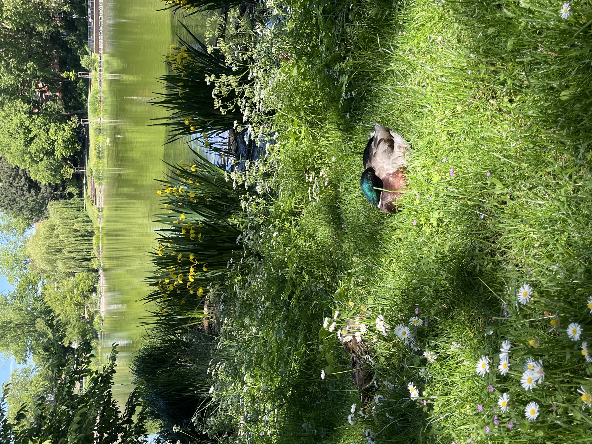 The image depicts a tranquil scene beside a lake in Landau in der Pfalz, Germany. On the right side of the frame, a mallard duck rests in the grass, blending with the surrounding vegetation. Daisies and other wildflowers dot the foreground. The left side of the image shows the lake, bordered by vegetation including tall reeds and yellow irises. Trees line the opposite bank, and a structure that might be a small bridge or platform is visible in the background. The water's surface reflects the green foliage, indicating a still and peaceful atmosphere.