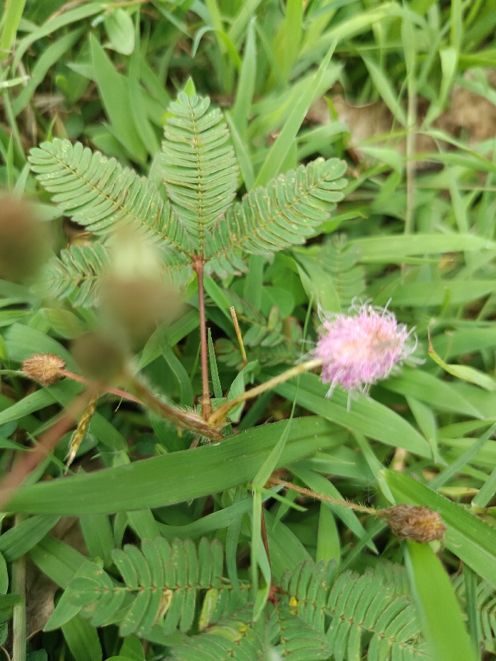 A close-up photograph taken in Mayang, Indonesia, displays a *Mimosa pudica* plant (sensitive plant) as the primary subject, centered within a dense green vegetative environment. The plant features open, bipinnately compound leaves, characterized by multiple pairs of small, oval leaflets arranged along a central rachis, exhibiting a vibrant green hue. A single, spherical, light pink inflorescence, composed of numerous delicate filaments, is visible on a slender stem to the right of the main leaf cluster. Several smaller, brown, fuzzy spherical structures, appearing to be undeveloped flower buds or spent seed pods, are present on other stems, some out of focus in the foreground. The background consists predominantly of out-of-focus green grass and other foliage, indicating an outdoor, natural setting. No individuals or animals are present.