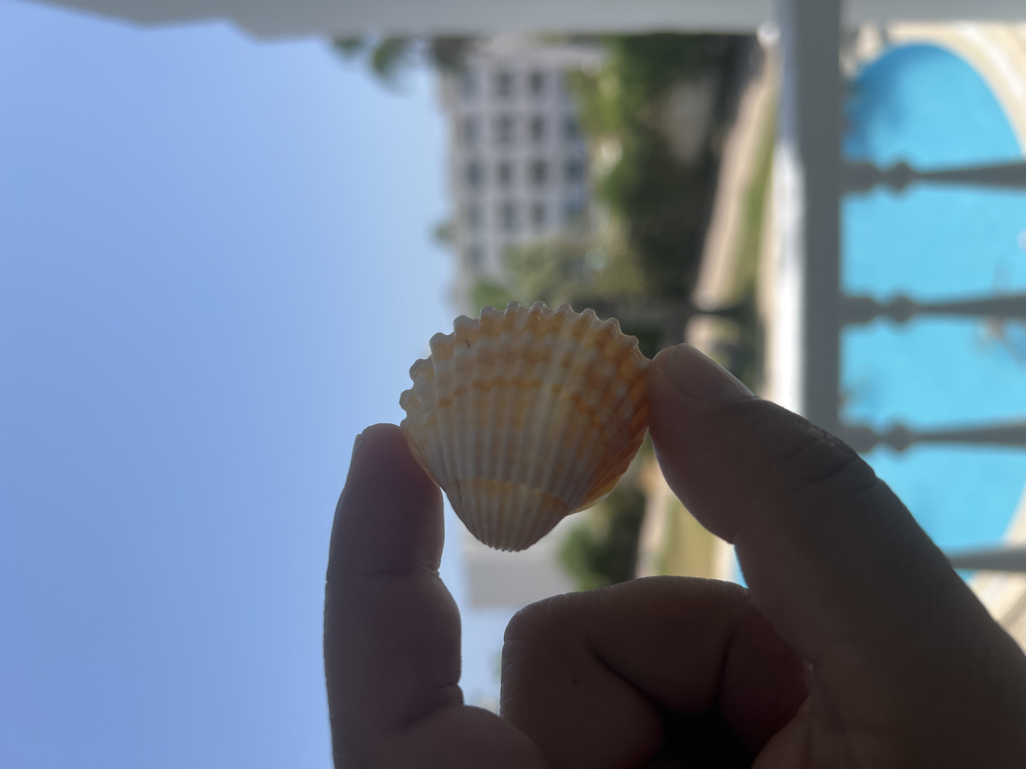 A person's hand is holding a small, ribbed, orange and white seashell in focus against a blurred background. The background depicts a bright blue sky above a resort-like setting with a building with multiple windows, palm trees, and a turquoise swimming pool with a white railing. The image was taken in Hiboun, Tunisia.