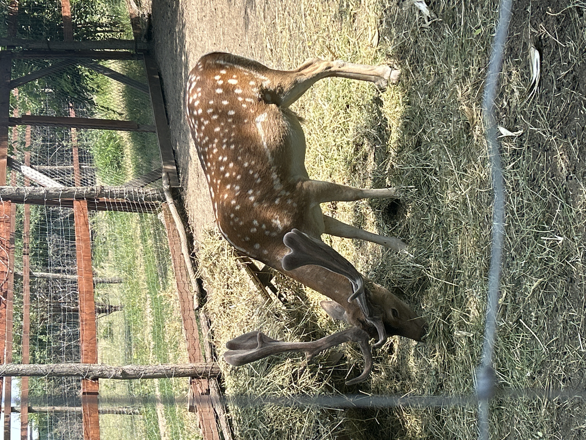 A spotted deer with large, branching antlers is grazing on a pile of hay in an enclosure with a wooden fence and wire mesh. The deer is brown with white spots on its back and hindquarters. Its head is lowered, and it is actively eating the hay. The ground around the hay pile is dirt and dry grass. The background shows more greenery and trees, suggesting an outdoor setting. The enclosure appears to be part of an animal sanctuary or park, potentially located in the rural outskirts of Slobozia-Dușca, Moldova. The overall scene is peaceful, with the deer focused on its meal.