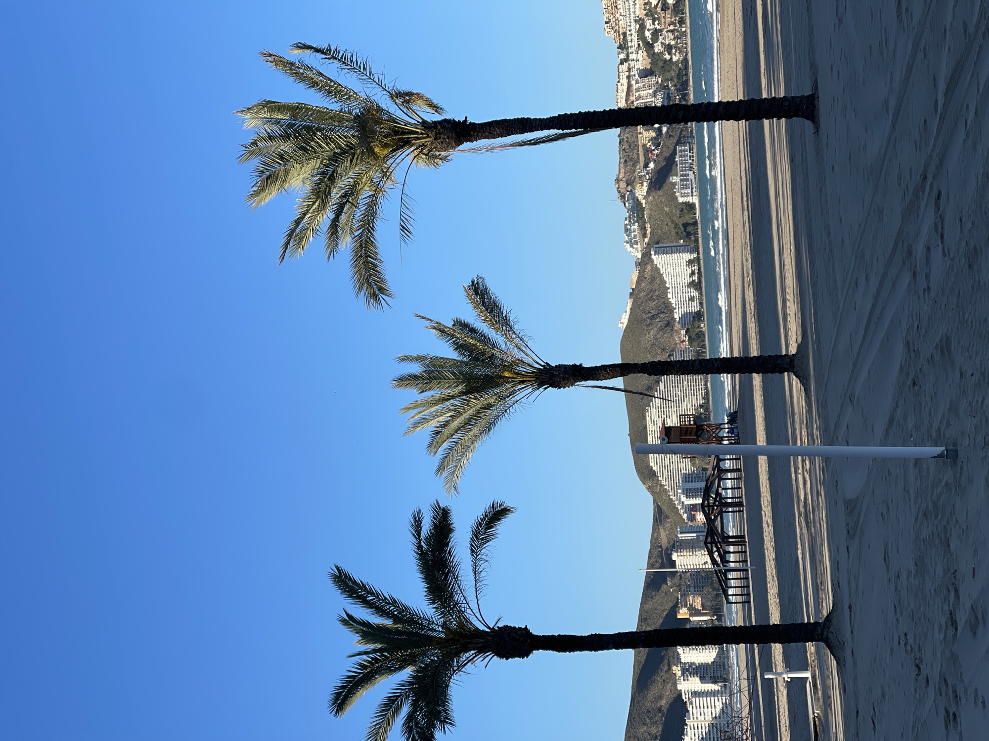 The image shows a beach scene in Cullera, Spain. Three palm trees stand in the foreground against a clear blue sky. Behind the palm trees, there is a beach with waves crashing on the shore. Buildings are visible along the coastline and on the hills in the background. A lifeguard tower and other beach structures are also present. The sand shows some tire tracks.