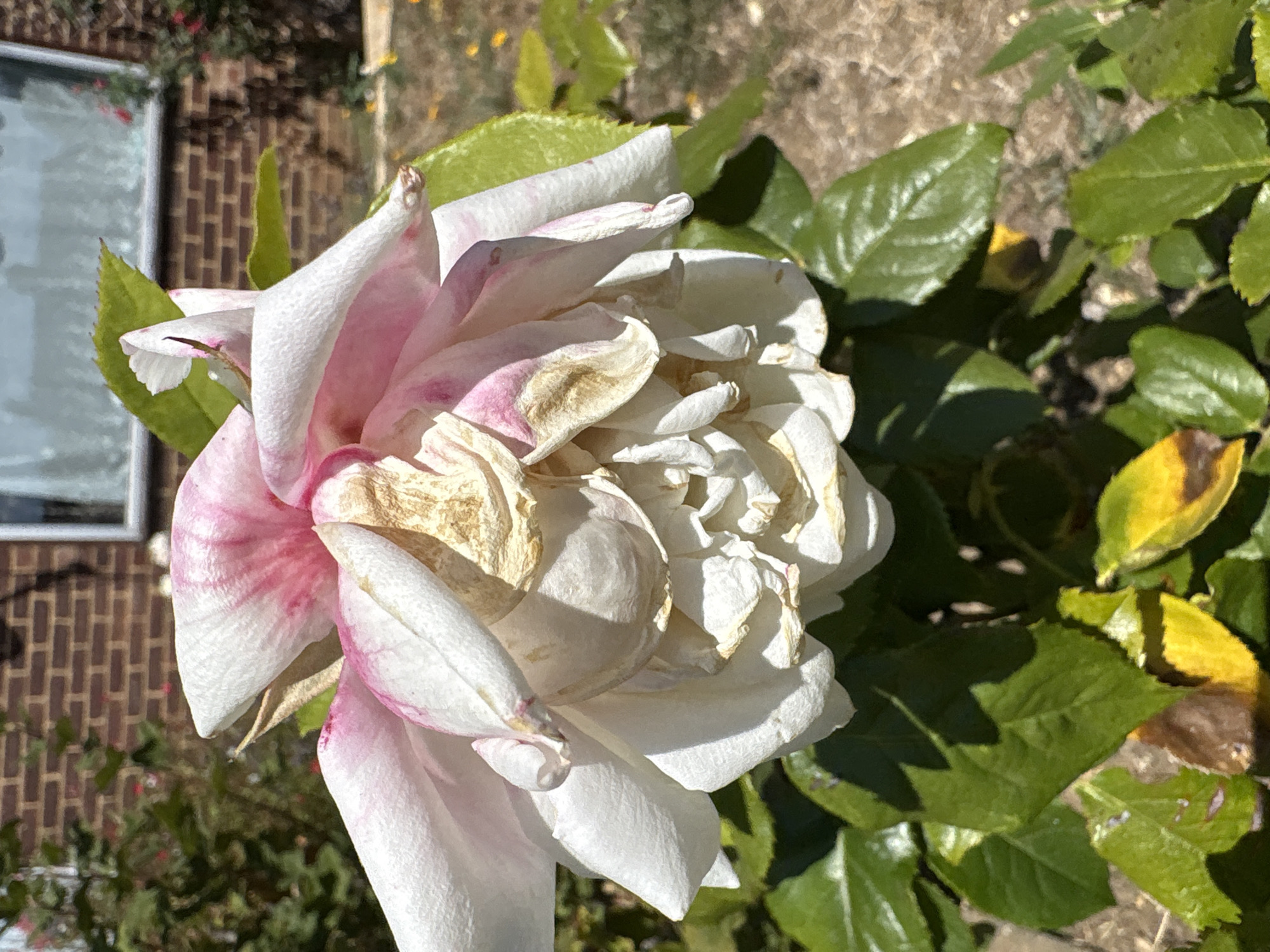 A close-up, eye-level, full-shot photograph captures a wilting white rose with pink accents, set against a blurred background of green foliage, brown soil, and a brick building. The rose's petals are predominantly white, with streaks of light pink fading into them. The center of the flower displays browning, dried petals, indicating the bloom is past its prime. Vibrant green leaves surround the base of the rose, some showing signs of browning and yellowing, suggesting the effects of the sun. In the background, a portion of a brick building with a white-framed window is visible. The ground appears dry and dusty, with scattered yellow leaves. The lighting suggests a bright, sunny day, with shadows cast by the rose and its leaves. The image is devoid of any human presence or activity. The scene is likely a garden in Chelmsford, United Kingdom.