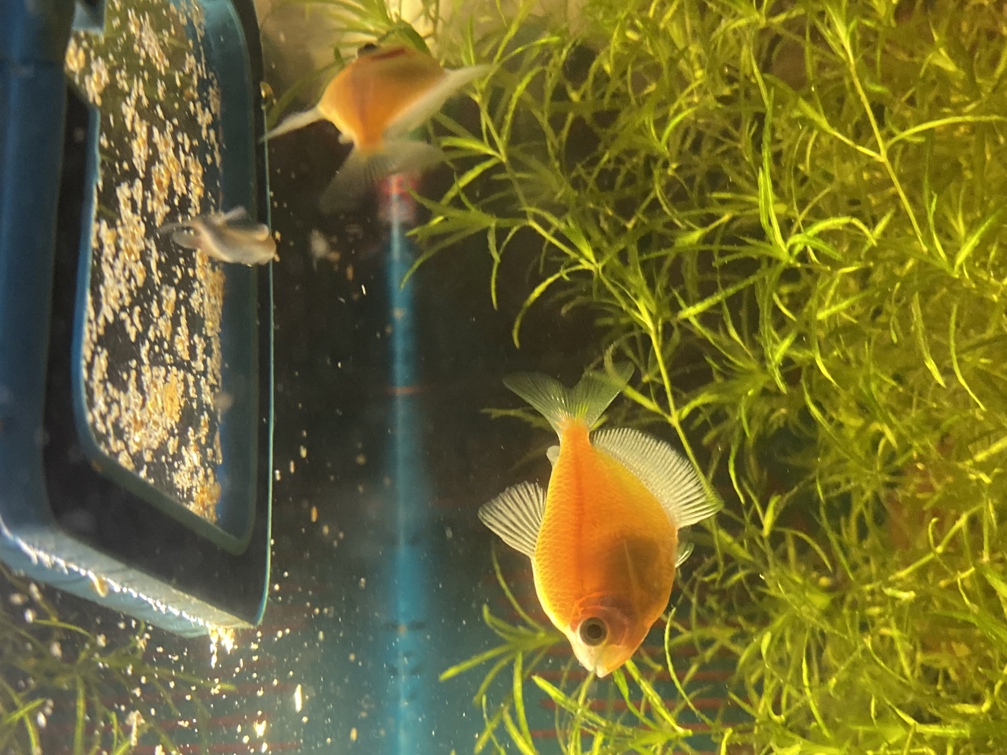 The image shows an aquarium with three bright orange fish. Two fish are in focus in the foreground and midground, while one is blurry in the background. The aquarium contains a dense growth of green aquatic plants, and a blue feeding ring is visible at the top, with some dry fish food on its surface. The water is clear. There are no people or any recognizable landmarks or features that would indicate a specific location within the city of Volzhsk, Russia. The scene is limited to the interior of the aquarium.