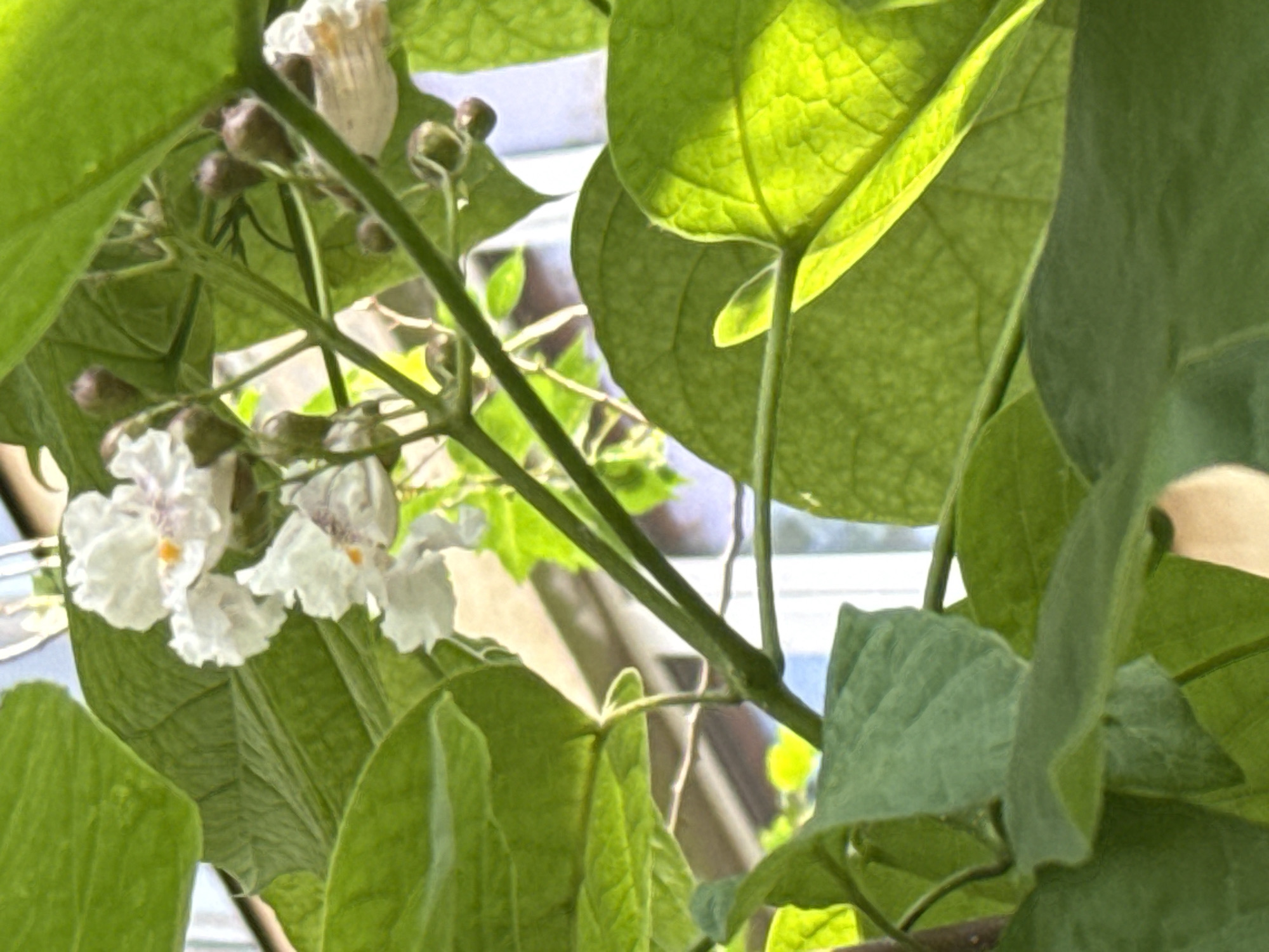 The image shows a close-up of white flowers and green leaves of a plant. The flowers have ruffled petals and some have a yellow center. Several small, dark buds are also visible on the stems. The leaves are large and heart-shaped. The background is out of focus but appears to be a building with windows, suggesting an urban or suburban setting. The lighting indicates it is daytime, with sunlight illuminating the leaves from behind in some areas. There are no people or animals in the image. The image does not provide any specific information about its location in Orenburg, Russia.