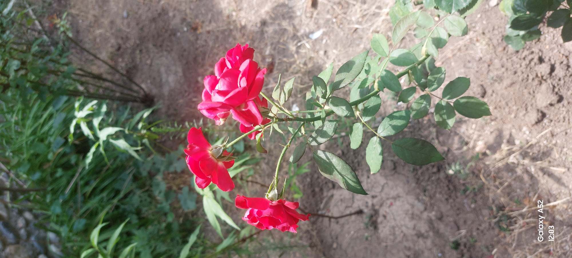 A close-up, vertical, outdoor, daylight shot focuses on a branch of a rose bush with three vibrant red roses in bloom. The roses are in various stages of opening, with one fully open and two partially open. The branch is green and spiny, with several leaves and thorns visible. The background is a mix of dry, brown soil and green foliage. In the lower left corner of the image, text overlay from a device reads "Galaxy A52 12:03". The scene appears to be a garden or natural area in Ganja City, Azerbaijan, judging by the device information. There are no people or animals present. The lighting suggests it is mid-day, with shadows cast by the leaves and flowers.