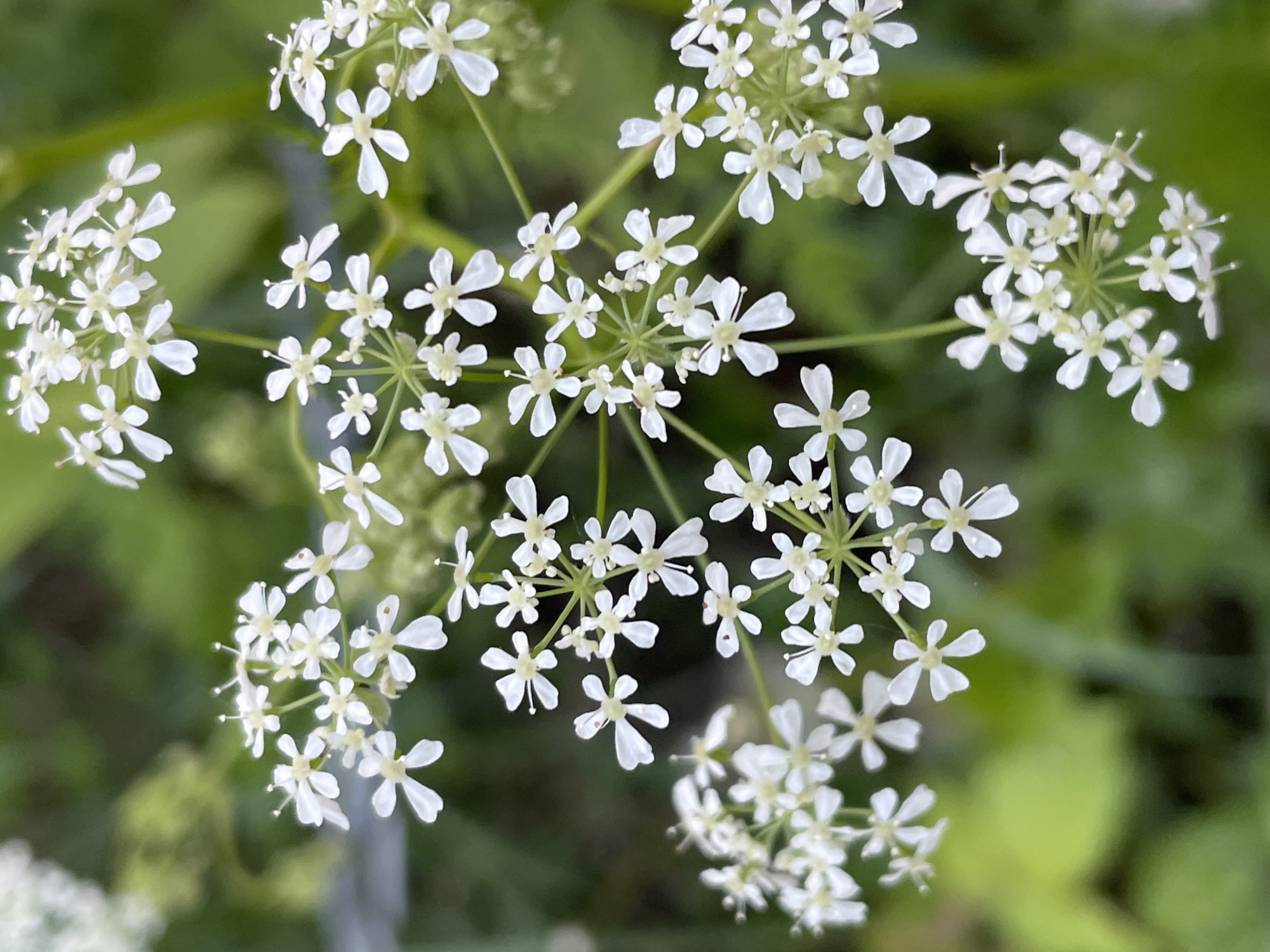 A close-up photograph shows a cluster of small white flowers against a blurred green background. The flowers are arranged in an umbel formation, with multiple tiny blossoms radiating from a central point on thin stems. Each flower has five petals. The background is out of focus, consisting of green foliage, and possibly other plants. There is no information in the image to indicate a specific location such as Izhevsk, Russia, or any details about people, actions, or interactions. The image presents a botanical close-up.