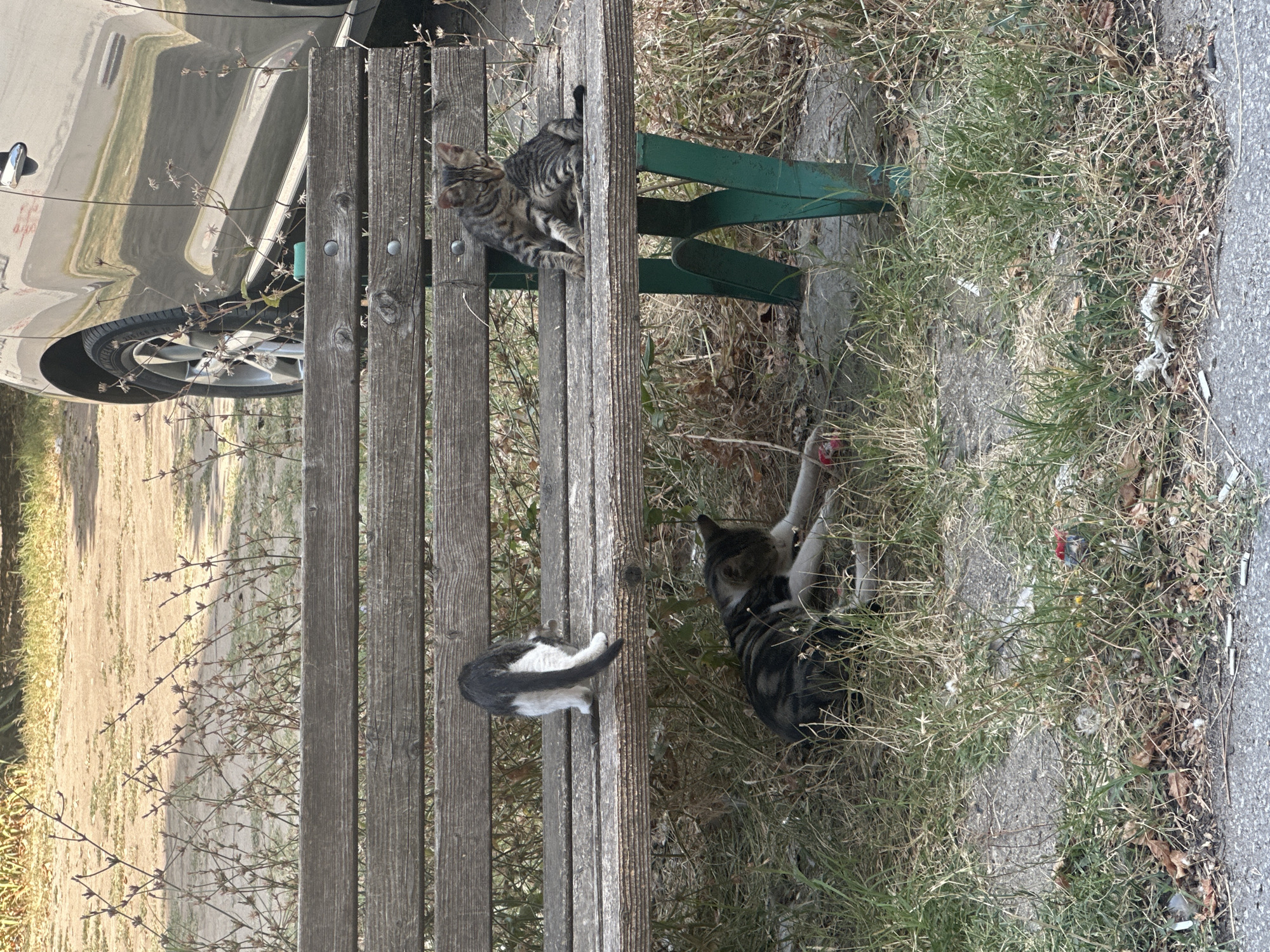 In Plovdiv, Bulgaria, an outdoor scene depicts a weathered wooden park bench with green metal legs. On the bench, two tabby kittens are seated, one looking downwards and the other facing away with its back to the viewer. Beneath the bench, in the dry grass and patchy dirt, a third cat, also a tabby and white, lies on its side with its paws extended, appearing to interact with a small red object. A portion of a car's silver body and a tire are visible in the upper right quadrant of the image. The environment is characterized by dry vegetation and debris, suggesting an unkempt urban area.