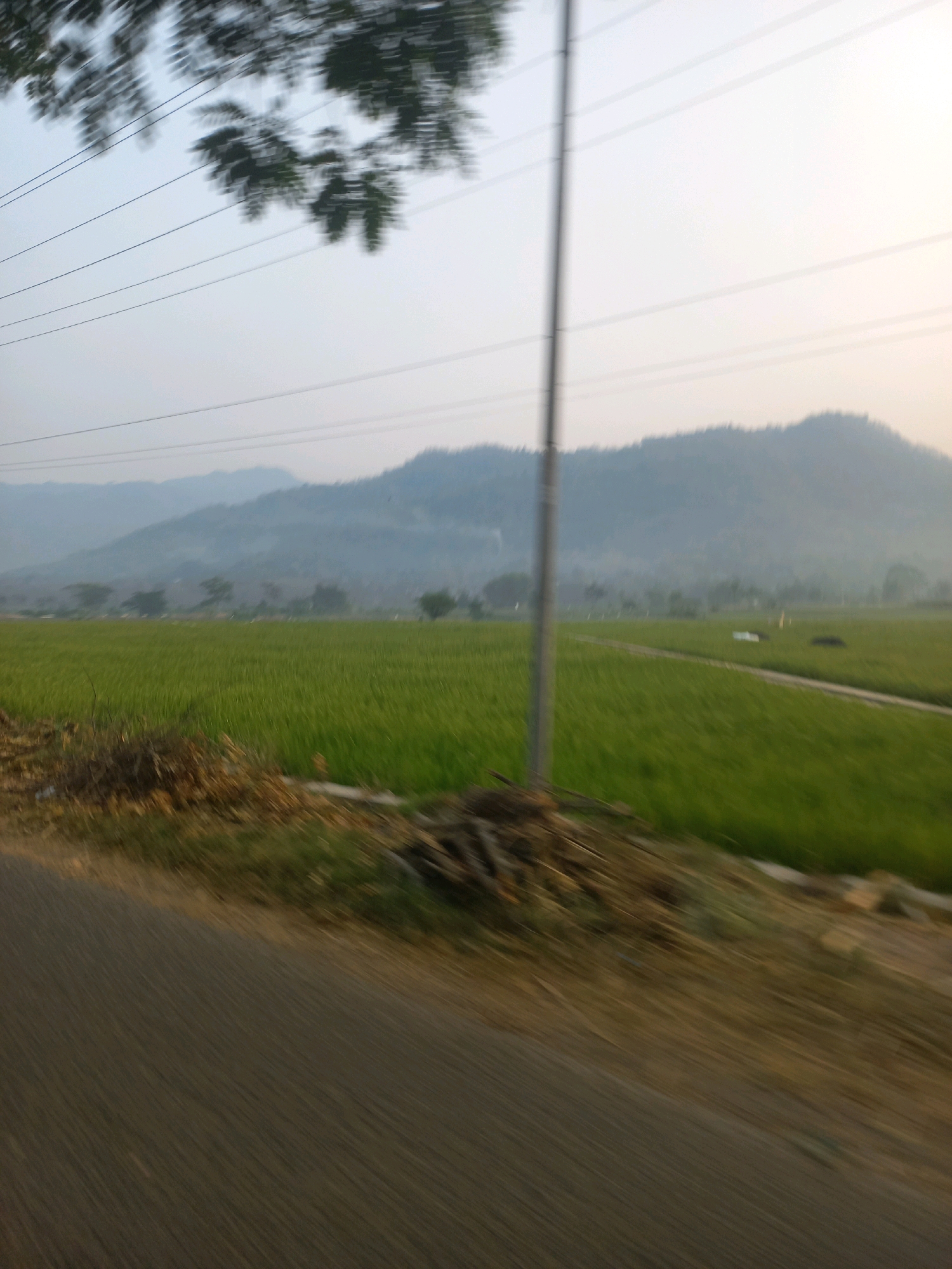 The image depicts a blurred landscape with a prominent telephone pole in the foreground. To the right of the pole, a vast expanse of green rice paddies stretches towards a hazy mountain range in the background. A dirt path is visible cutting through the rice fields. In the immediate foreground, to the left of the pole, there is a pile of dried branches and grass. The sky is overcast and light. The image appears to have been taken from a moving vehicle, as evidenced by the motion blur in the foreground. The scene is consistent with a rural setting, likely Wiroko, Indonesia, given the presence of rice paddies and tropical vegetation. No people or animals are visible.
