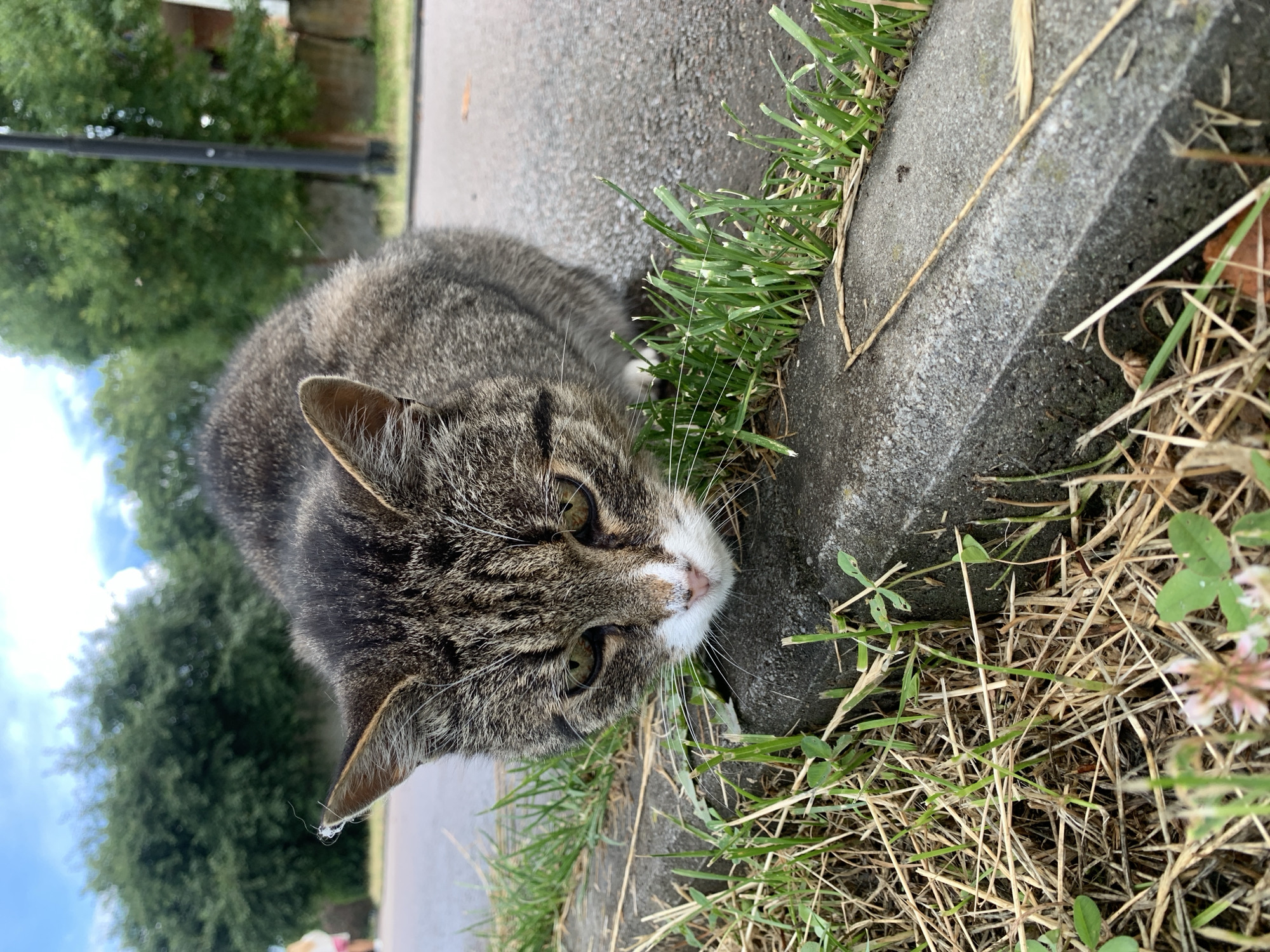 A close-up, eye-level shot features a tabby cat with a white patch on its nose, crouched low on a sidewalk's edge. The cat's face is directed downwards, with its gaze focused intently on something just out of frame. Its fur is a mix of grey, black, and brown stripes. Green grass and dry straw sprout from a crack along the concrete curb in the foreground. In the background, a paved road runs parallel to the curb, with a blurred green tree line and a streetlamp visible. The sky above is partly cloudy. The scene appears to be an urban setting. This image was taken in Kolomyia, Ukraine.