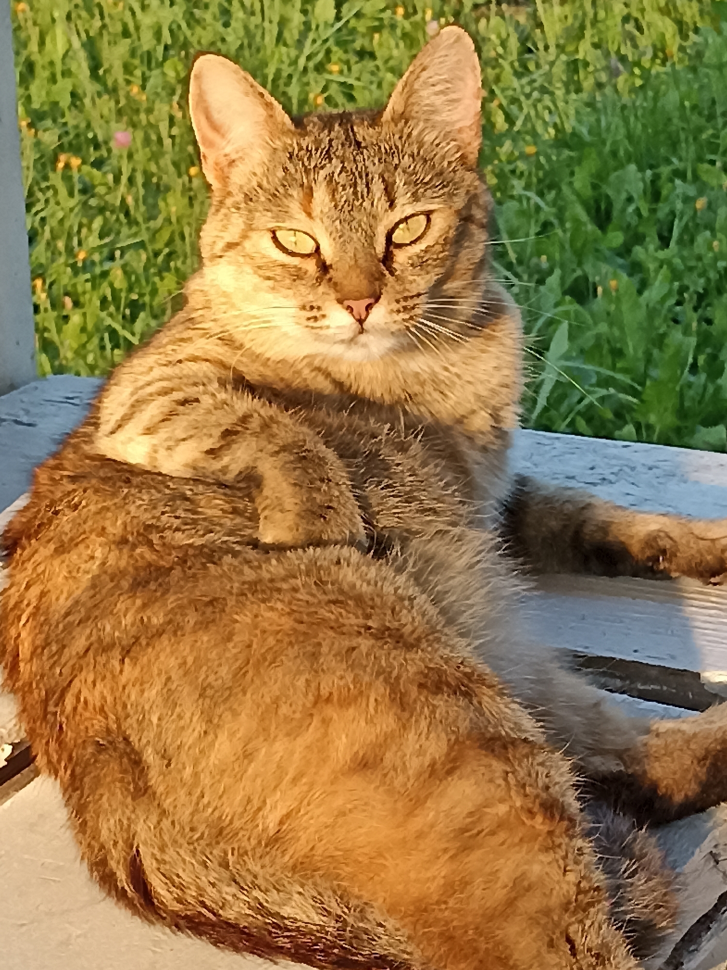 A tabby cat is sprawled on a weathered, white wooden surface, possibly a bench or deck, bathed in the warm glow of late afternoon sunlight. The cat is facing the camera, with its head tilted slightly and its striking green eyes looking directly forward. Its fur is a mix of brown, black, and tan stripes, and its body is relaxed, with one paw resting on its chest. Behind the cat is a vibrant green lawn, dotted with small yellow flowers, indicating an outdoor setting. The overall impression is one of peaceful relaxation in a natural environment. The location is the city of Maldykasy, Russia.