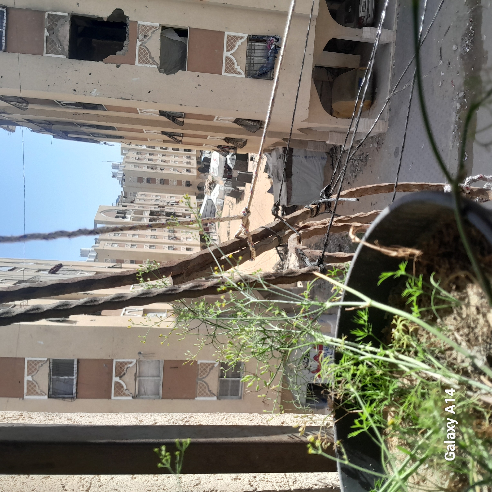 A vertically-oriented medium shot shows a potted plant on a ledge in the foreground, with a view over a city street and several apartment buildings in the background. The plant, with green foliage and yellow buds, is in a black plastic pot, with soil visible. The ledge is a light beige color.
In the middle ground, electrical wires and a wooden structure hang in front of a row of apartment buildings. The buildings are similar in color to the ledge, with repeating window patterns of light beige and brown. Some windows are damaged, with crumbling facades. Various objects and coverings are on the street below.
The background reveals a series of taller apartment buildings stretching into the distance. The sky is a clear, light blue. The overall lighting indicates a sunny day. The location is Unknown, Unknown.