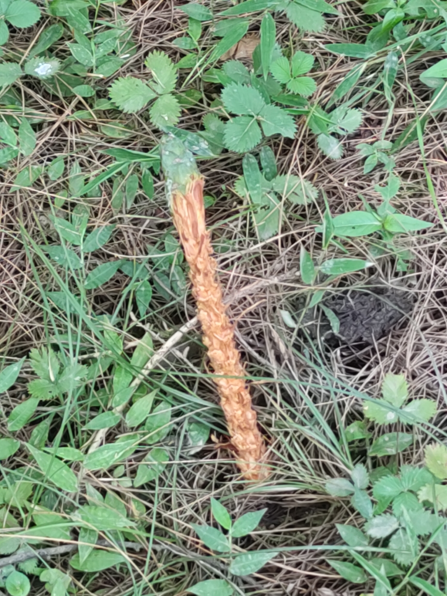 A tall, thin, orange, rough, tubular object is positioned vertically in the center of the frame, against a background of dry grass and green foliage. The object appears to be a dried-out plant stem or seed pod. The top portion of the object has some green coloration and a rough, segmented texture, while the lower portion is a lighter, more uniform orange-brown and appears woody. Surrounding the object, the ground is covered in a dense layer of dry, brown grass and pine needles. Interspersed within the grass are several small, green plants with serrated leaves. The lighting suggests it is daytime, with soft, diffused light illuminating the scene. There are no people or animals visible in the image.