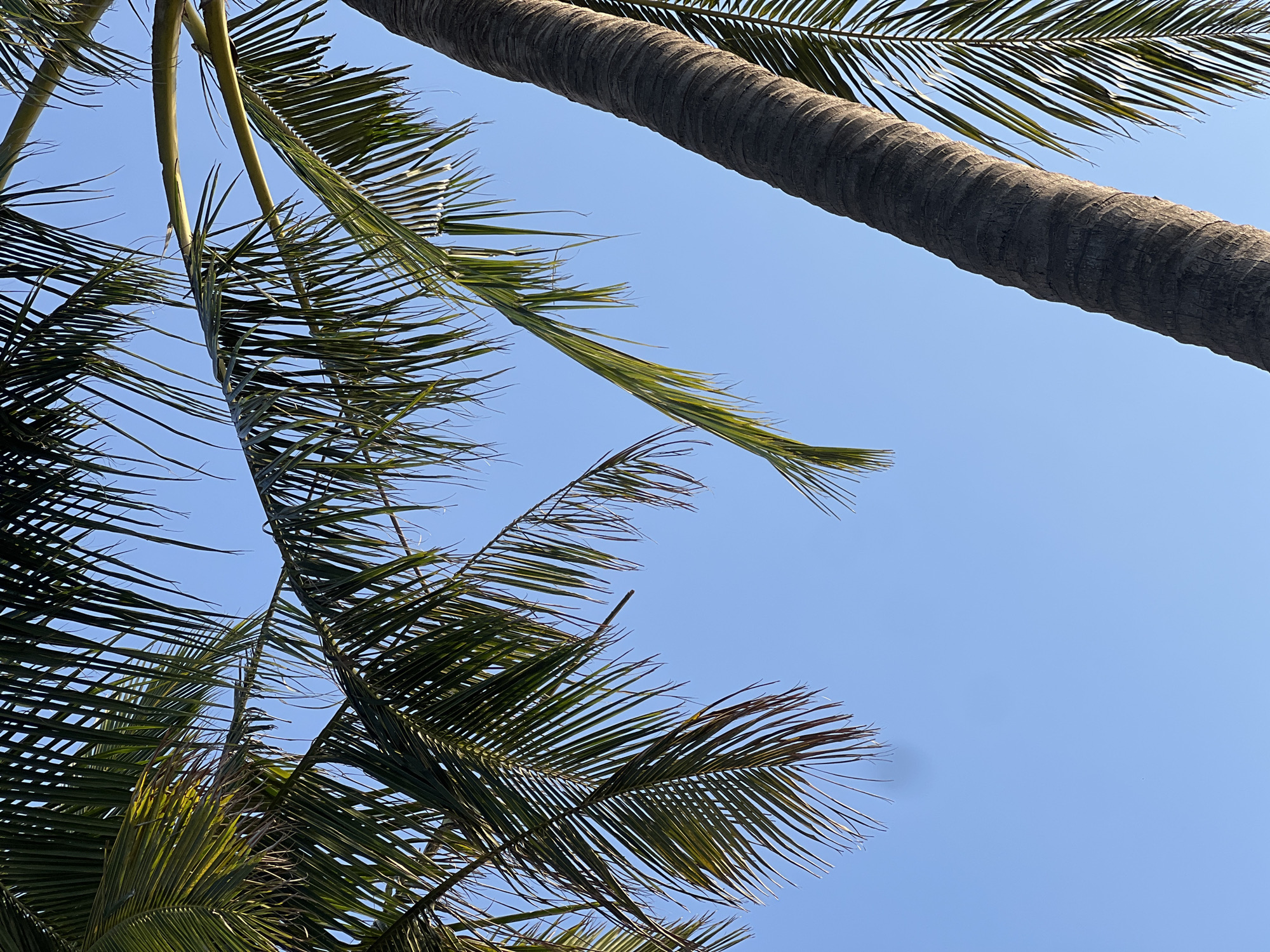 This is a low-angle, close-up shot of a palm tree trunk and fronds against a clear blue sky. The rough, textured bark of the thick trunk is visible on the right side of the frame, curving slightly upwards. Lush green palm fronds hang down from above and to the left, some catching the sunlight. The image does not contain any people, actions, or interactions, and the specific location in Kuta, Indonesia, is not discernible from the visual elements presented.