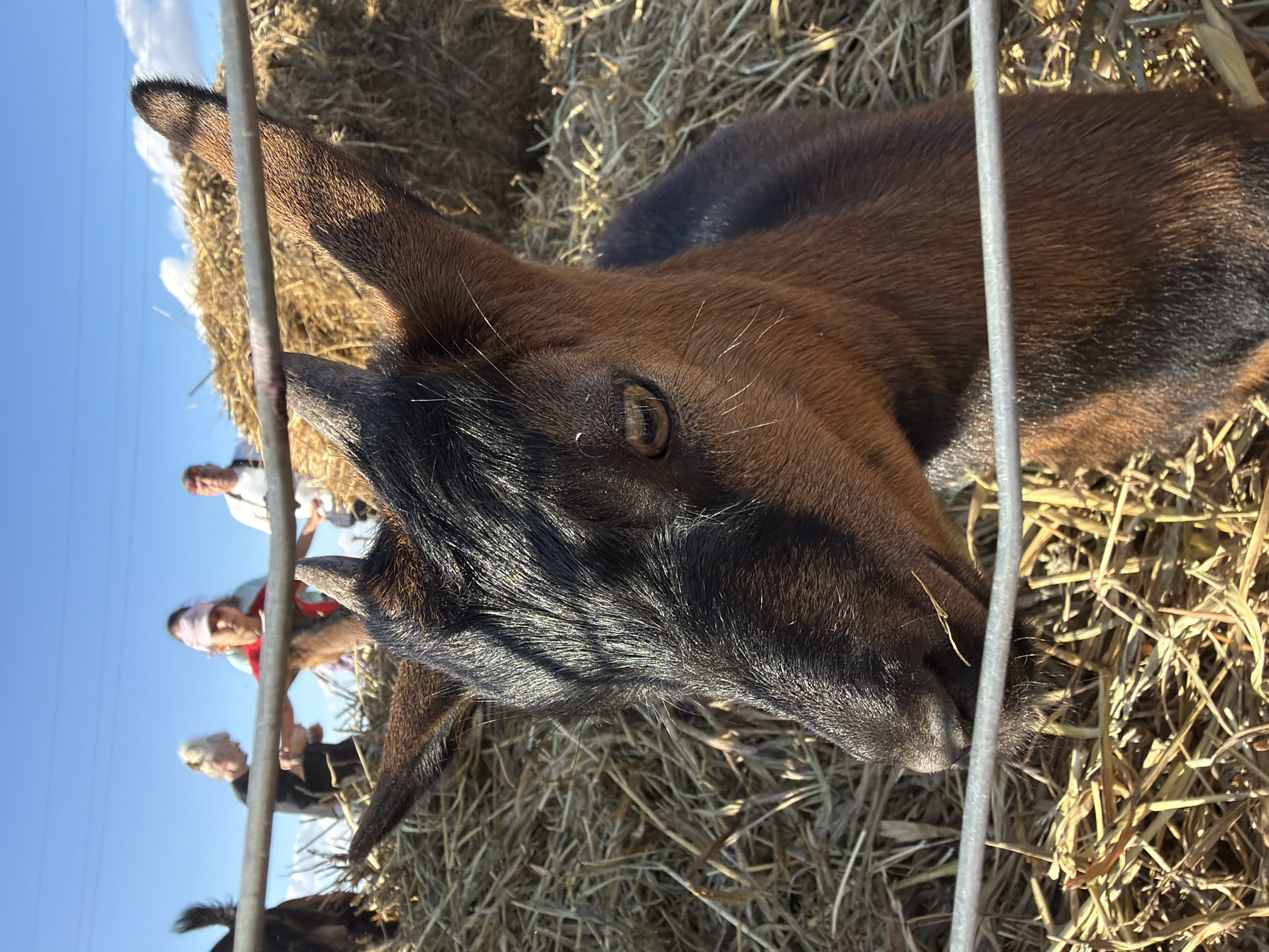 The image shows a close-up of a brown and black goat's head and neck, partially obscured by a metal fence. The goat is looking to its left, with its right eye visible and its fur appearing coarse. The goat is surrounded by hay. In the background, several people are visible, standing behind a haystack. The sky is blue with some white clouds. The scene appears to be outdoors, possibly in a rural or farm setting. The location is identified as Горный Балыклей, Russia.