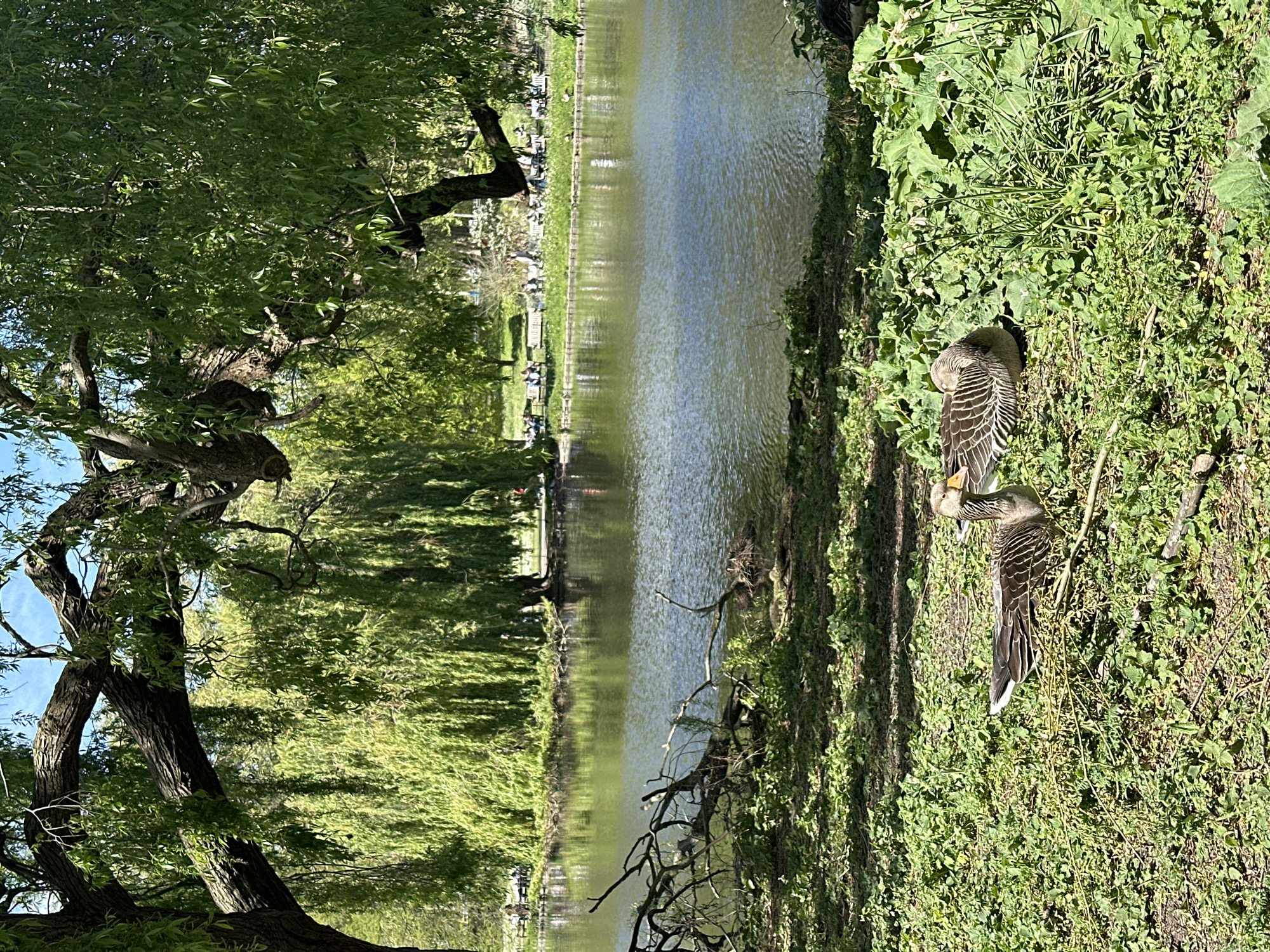 The image shows a park scene, possibly in London, United Kingdom. A body of water, likely a lake or a large pond, stretches across the center of the frame, its surface reflecting the surrounding greenery. On the far bank, a row of benches are visible, with people seated on them and standing nearby. The foliage consists of trees and plants that line the waterway.
On the right side of the image, two geese stand in the grass. One has its head tucked under its wing, seemingly sleeping. The other goose is standing upright.
