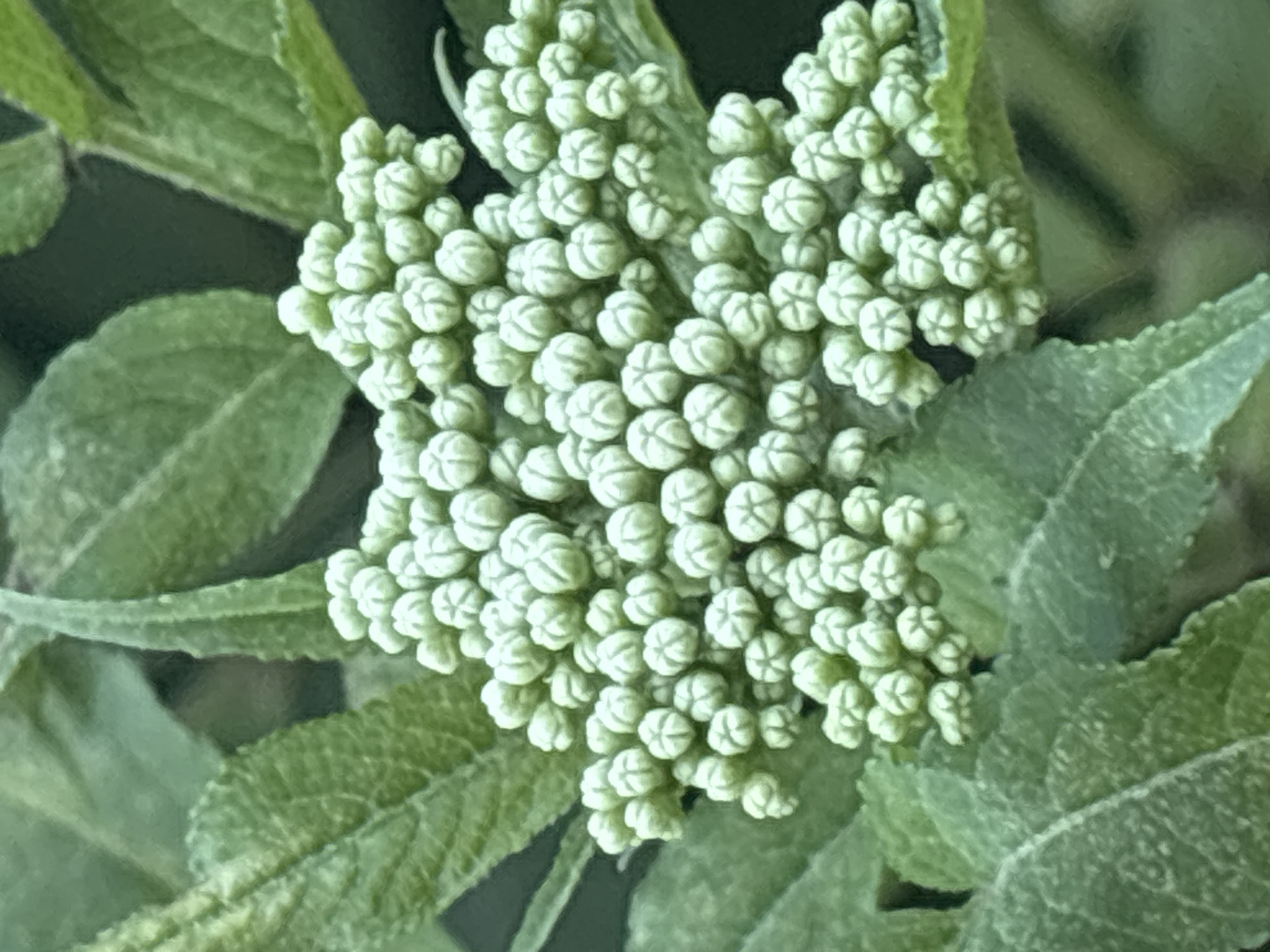 This is a close-up, high-angle shot of a cluster of small, light green flower buds. The buds are tightly packed together, forming a rounded shape. They are surrounded by large, serrated green leaves, some of which are out of focus. The background is a blurred dark green, suggesting a natural environment. The image appears to be taken outdoors, likely in a garden or park setting. There is no information about the city of Sochi, Russia, or any people or actions in this image.