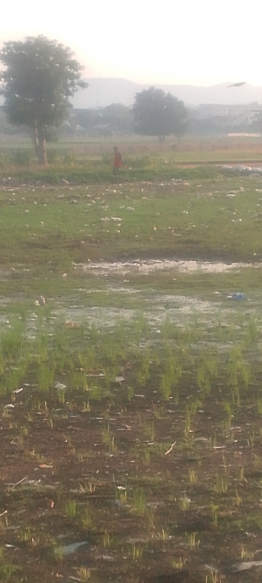 The image depicts a rural or semi-rural landscape, likely on the outskirts of Jalingo, Nigeria. In the middle ground, a lone individual wearing a red shirt is walking through a grassy field. The field itself appears to be uneven, with patches of water and debris scattered across it, suggesting a poorly maintained or flooded area. In the background, two trees stand prominently against a hazy sky, with rolling hills visible in the distance. The overall atmosphere is muted, possibly due to early morning mist or pollution. The scene conveys a sense of a working landscape, possibly agricultural, with signs of neglect or environmental challenges.