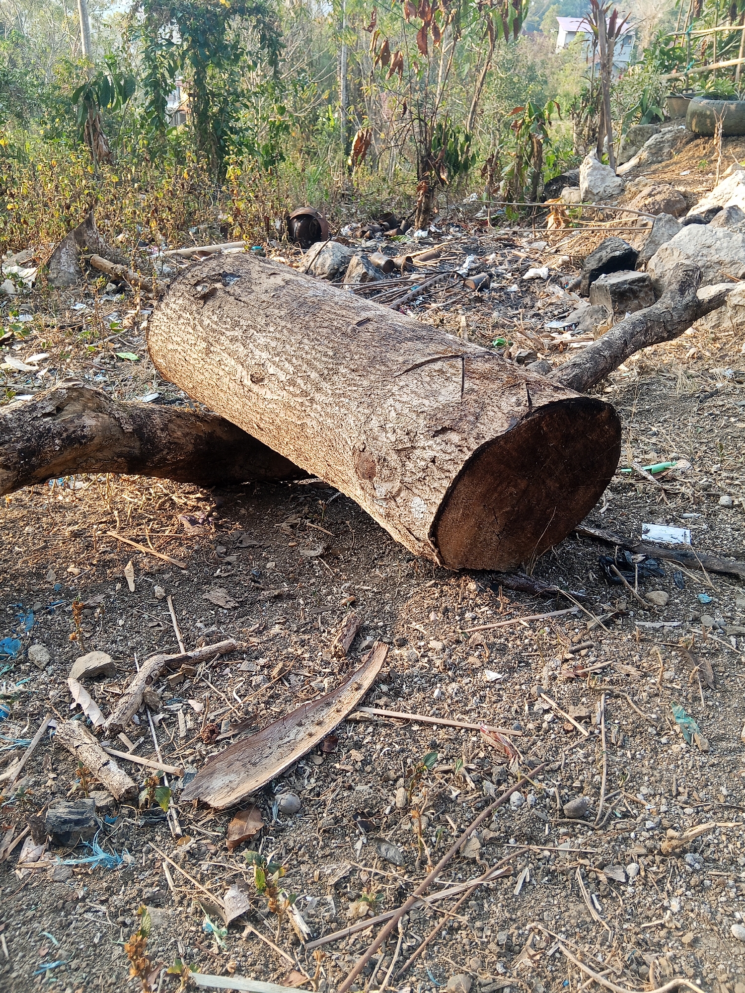 The image depicts a log lying on the ground in a littered area, possibly a vacant lot or a construction site in Makale, Indonesia. The log, rough and weathered, is positioned diagonally across the frame, with its cut end facing the viewer. The ground is covered in dirt, small rocks, and debris, including pieces of plastic, dry leaves, and twigs. In the background, there is dense vegetation, with trees and shrubs forming a thick canopy. The overall scene suggests an unkempt and neglected environment.