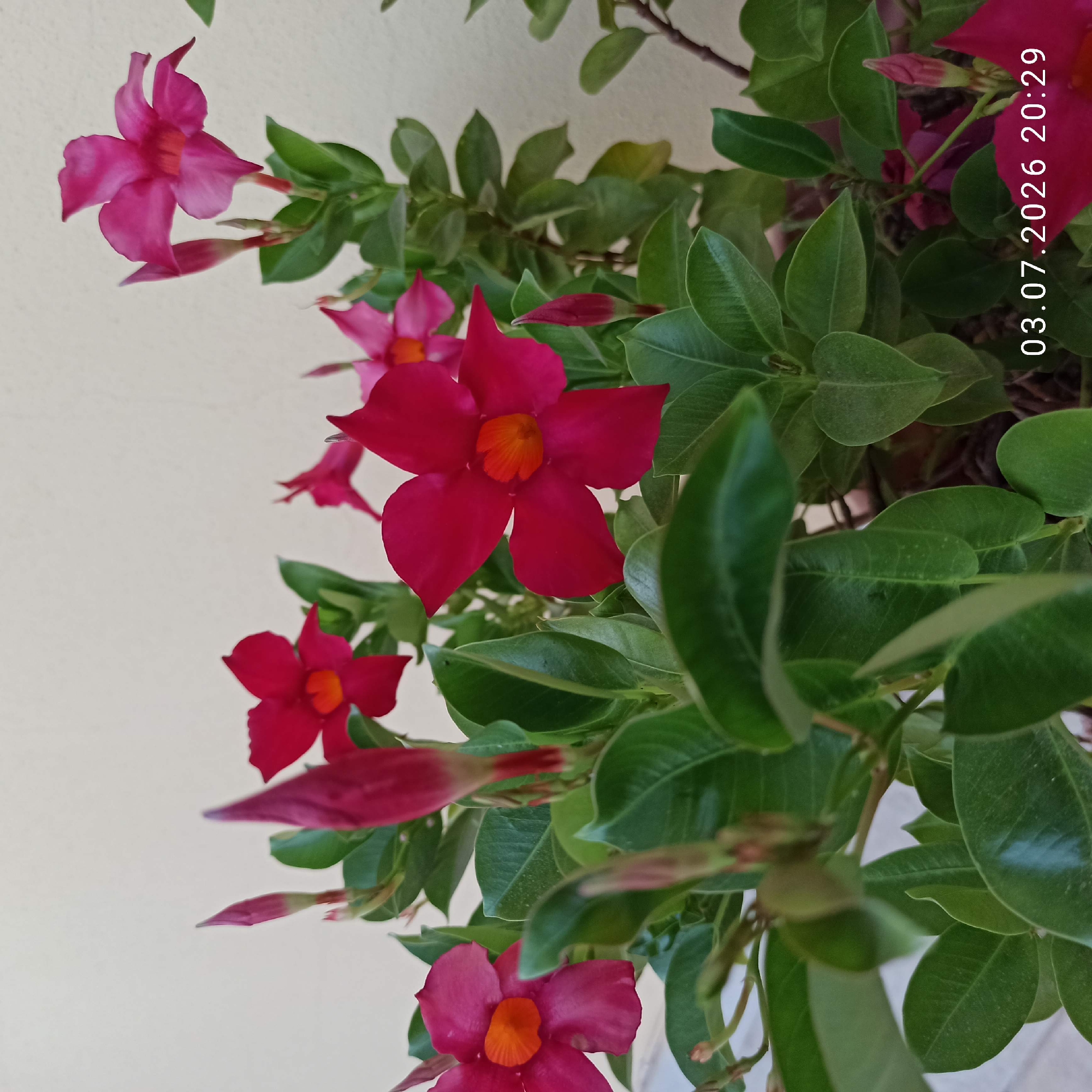 The image shows a close-up view of pink Mandevilla flowers and their buds. The flowers have a vibrant pink hue with a contrasting orange-yellow center. Lush green leaves form a backdrop for the blossoms, some of which are still in the bud stage, pointed and elongated. The scene is set against a plain, light-colored wall. In the bottom right corner, a date and time stamp reads "03.07.2026 20:29". The image is a still photograph taken outdoors, likely in a garden or on a balcony, given the presence of potted plants and the background. There are no people or animals visible in the image. The overall impression is one of natural beauty and a serene moment captured at dusk.