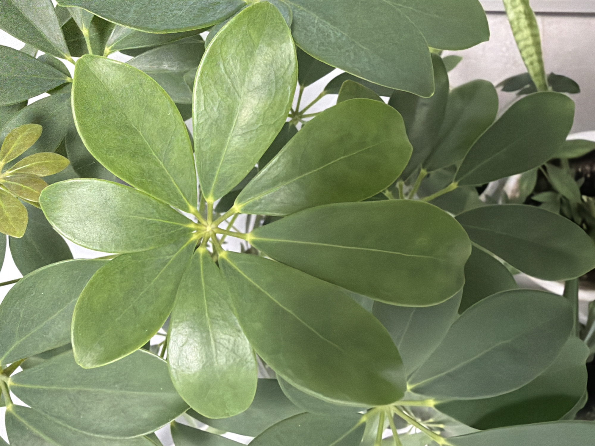 The image shows a close-up of a Schefflera plant, also known as an umbrella plant. It has several green, oval-shaped leaves arranged in a circular pattern from a central point. The leaves are smooth and have a slight shine. Some of the leaves are slightly darker green than others. In the background, there is a hint of another plant, possibly a snake plant, in a pot. The background is white. There are no indications to determine the location.