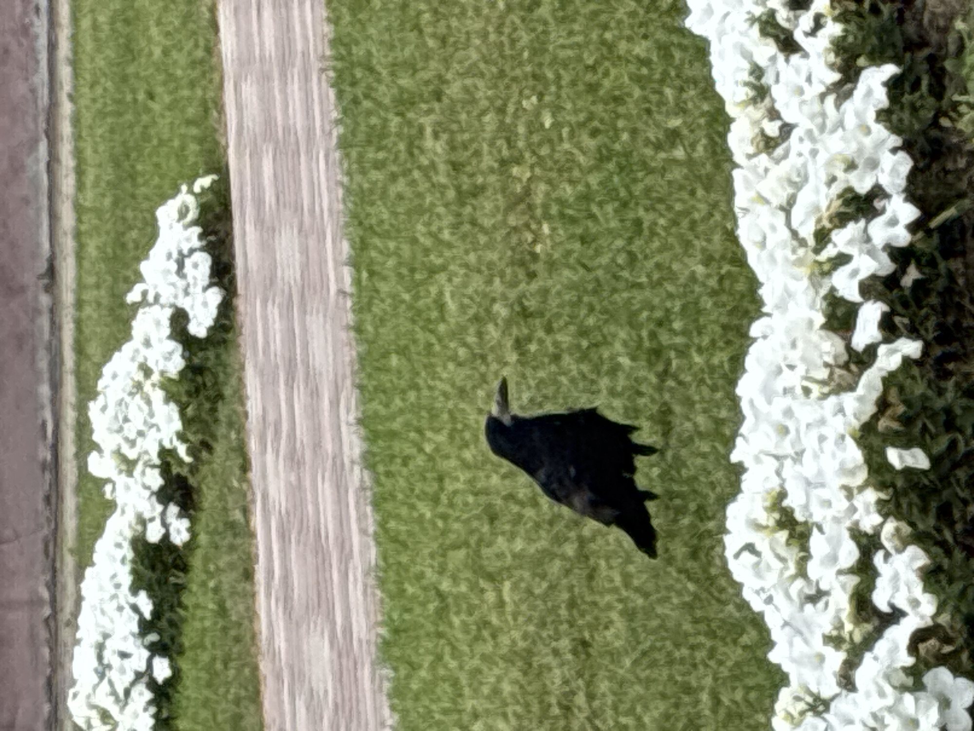 A black bird stands on green grass in front of a bed of white flowers. A paved pathway runs diagonally across the scene behind the bird. The image appears to be taken in a park or garden setting in Mahilyow, Belarus.