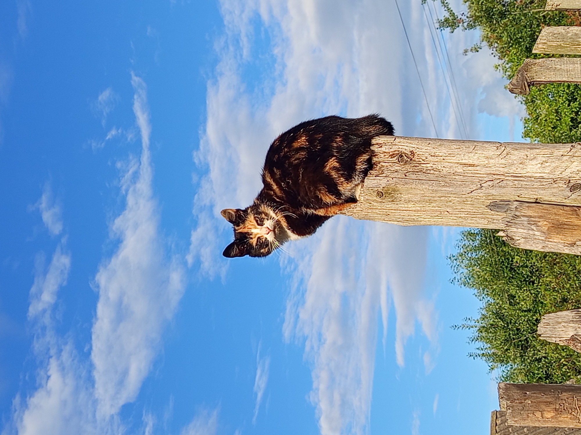 A calico cat is perched atop a weathered wooden post, its multi-colored fur a mix of black, orange, and white. The cat is facing the viewer, with its head slightly turned to the left, and its eyes are open. The post is rough and has a textured surface, with visible grain and some knots. In the background, a bright blue sky is filled with scattered white clouds. Below the sky and behind the post, lush green trees and foliage are visible. The foreground shows the tops of other wooden posts, suggesting a fence. The image appears to have been taken outdoors on a clear day, likely in the city of Ostrovtsy, Russia, given its rural or semi-rural appearance. There are no people or other animals present.