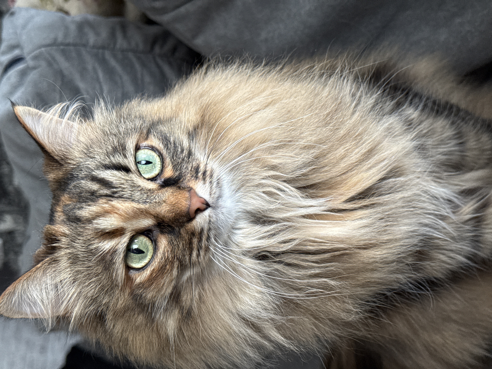 The image displays a close-up portrait of a long-haired cat with striking emerald green eyes. The cat's fur is a beautiful blend of light brown, cream, and darker, intricate tabby markings, appearing very fluffy and dense. Its prominent white whiskers fan out from its muzzle, which features a small, delicate pink nose. The cat is looking directly at the viewer with an alert, curious, yet calm expression, its head slightly tilted.
The background is softly blurred and consists of a muted grey fabric, possibly a blanket, cushion, or sofa, indicating an indoor setting. The lighting is soft and even, illuminating the cat's face and highlighting the texture of its fur and the vibrant color of its eyes. The natural appearance of the light suggests it is daytime. There are no other discernible subjects, objects, or specific activities taking place beyond the cat resting and observing its surroundings. No visible text is present in the image. This scene is located in Votkinsk, Russia.