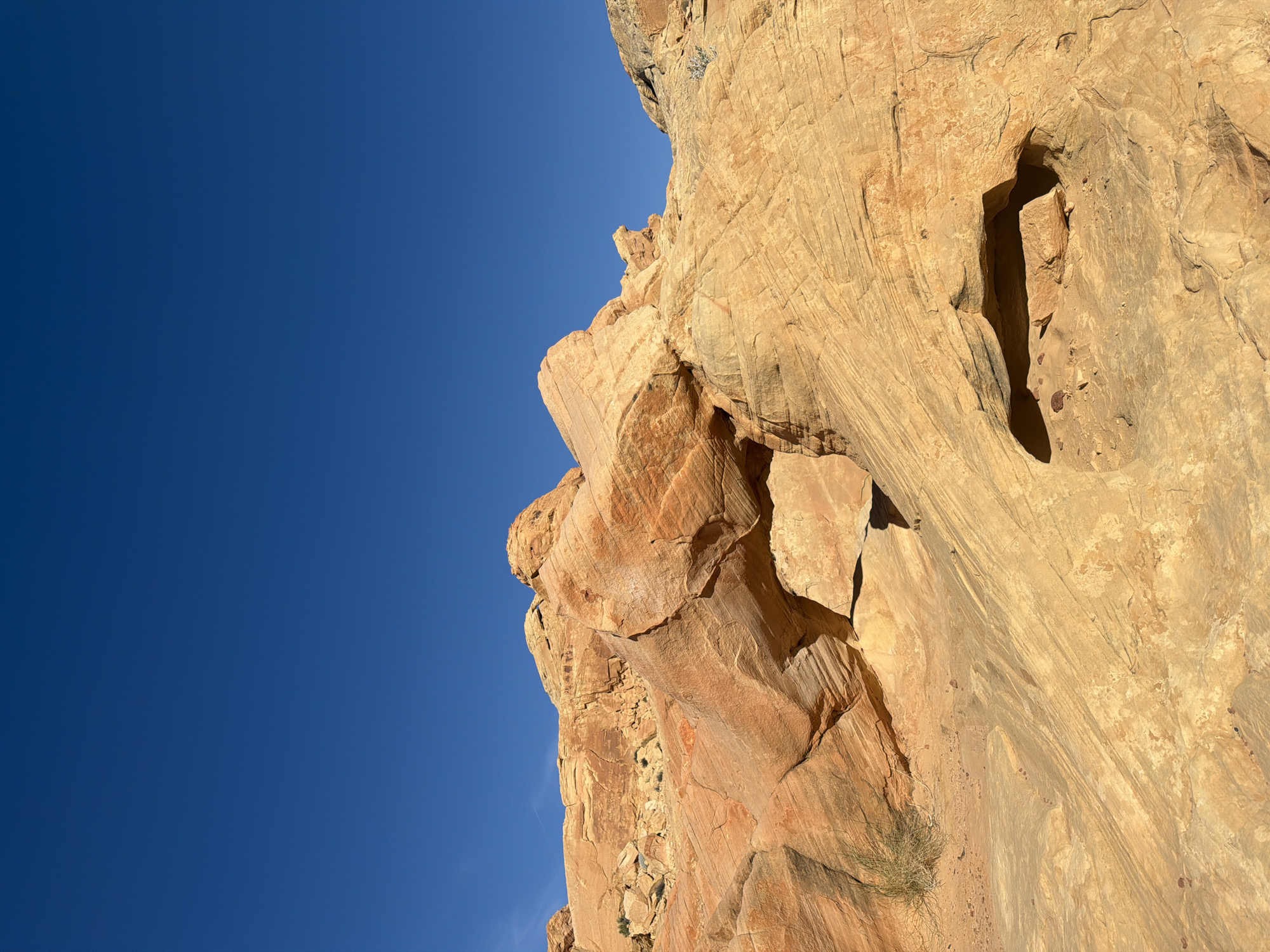The image depicts a sandstone cliff face under a clear, deep blue sky. The cliff is predominantly light brown and tan, with variations in color suggesting different layers and mineral compositions. The rock surface exhibits textures indicative of wind and water erosion, including grooves, cavities, and rounded edges. There is a small patch of sparse vegetation clinging to the lower part of the cliff face. The image is taken from a low angle, emphasizing the height and scale of the rock formation.
The location of the image is in the Moapa Valley, Nevada, United States.
