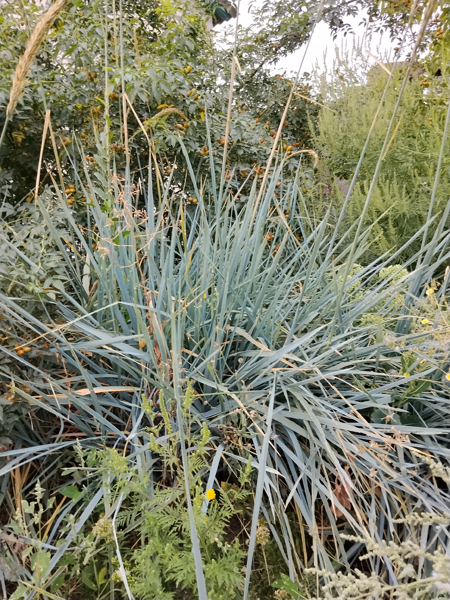 The image shows a dense clump of blue-green, grass-like foliage in the foreground, with several tall, dry stalks rising from it. In the background, there is a tree with green leaves and small, orange fruits. To the right of the foliage is another dense green plant with feathery leaves and small, light green flower clusters. A single small yellow flower is visible in the lower right quadrant of the image. The overall scene appears to be a garden or natural area in Hoholeve, Ukraine. There are no people or visible signs of human activity.