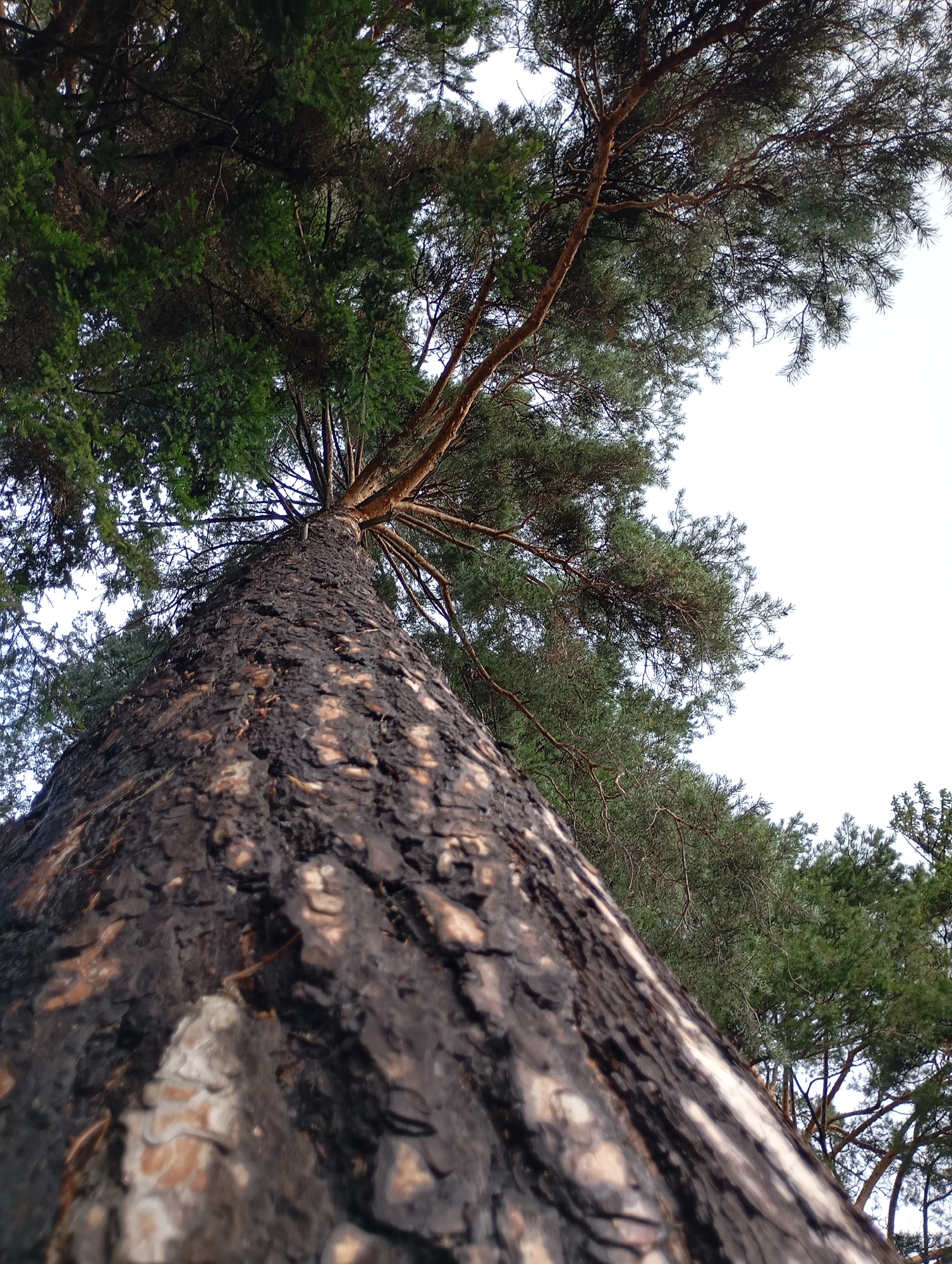 The image shows a low-angle shot looking up at a pine tree with dark, rough bark. The branches and green needles of the tree extend upwards against a bright, overcast sky. The trunk of the tree is prominent in the foreground, filling the lower left portion of the image and tapering upwards. The bark exhibits a textured pattern of dark brown and black, with lighter, lighter patches that suggest exposure or damage. Pine needles are visible in clusters on the branches, some appearing darker and denser, others lighter and more sparse. The overall environment appears to be a natural setting, possibly a park or forest, with other trees visible in the background. The location is specified as Chaikovsky, Russia. There are no people or animals present in the image.