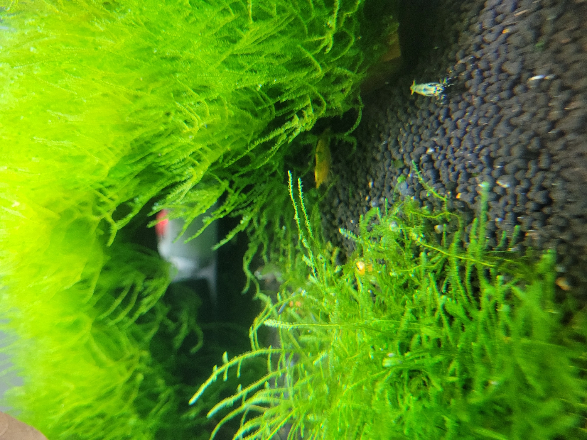 This is a close-up, high-angle shot of an aquarium. The foreground is dominated by vibrant green aquatic moss, which is dense and covers a significant portion of the frame. Within the moss, in the middle ground, a small, translucent yellow shrimp is visible. The substrate of the aquarium, composed of dark, granular material, is visible in the lower right and background. A second shrimp, this one with a patterned white and blue body, is positioned on the substrate in the lower right quadrant. The background is blurred and shows the continuation of the moss and the dark substrate, with some out-of-focus elements of the aquarium setup, including what appears to be a white or light-colored object. The lighting suggests an underwater environment. There is no indication of the city of Gävle, Sweden in this image.