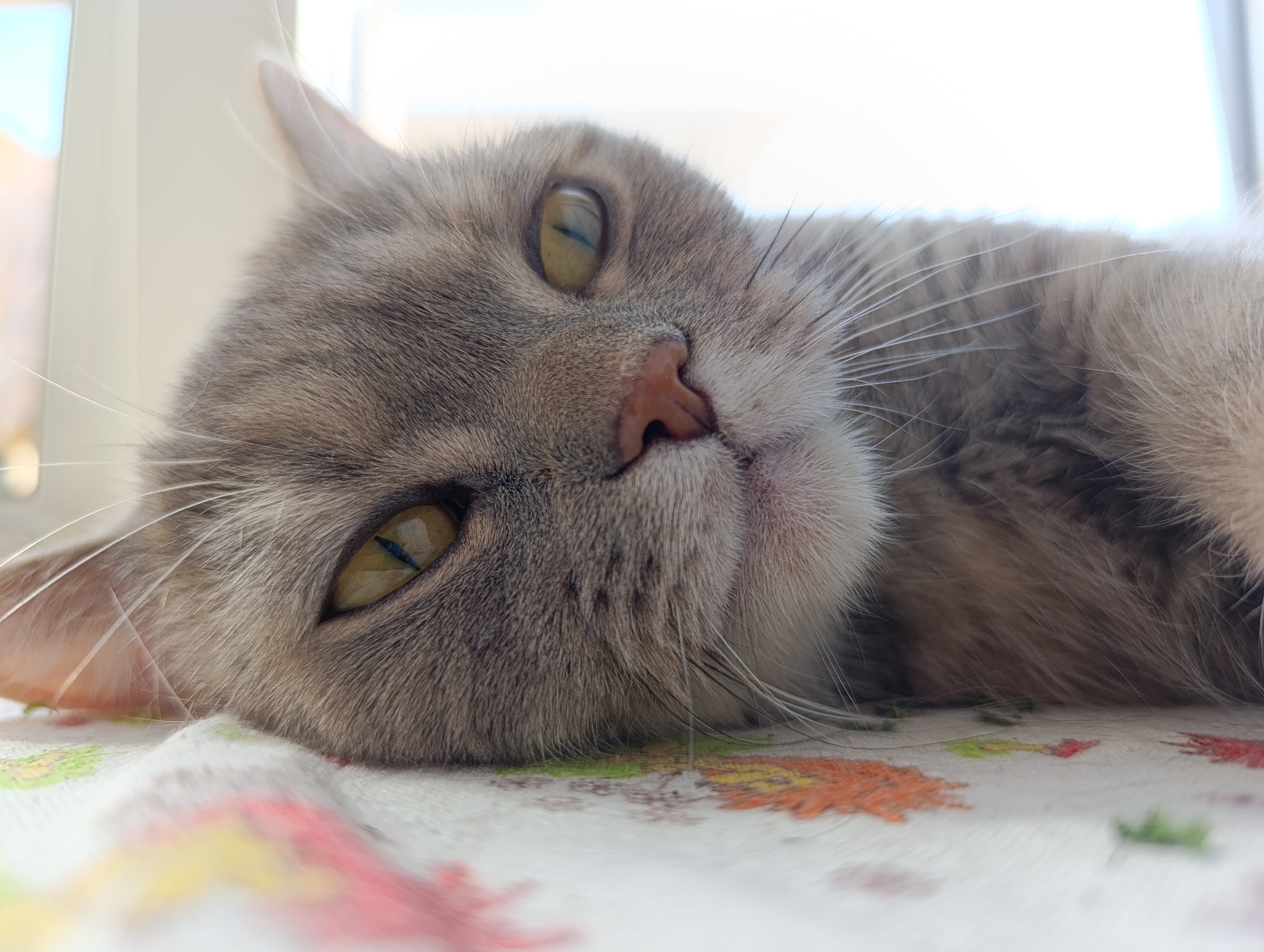 A close-up captures a cat lying down on a surface with a patterned tablecloth. The cat has grey and brown fur, yellowish-green eyes, a pink nose, and prominent whiskers. The background suggests a window or bright light source. The location is not discernible from the image alone. There is no indication the photo was taken in Chaikovsky, Russia.