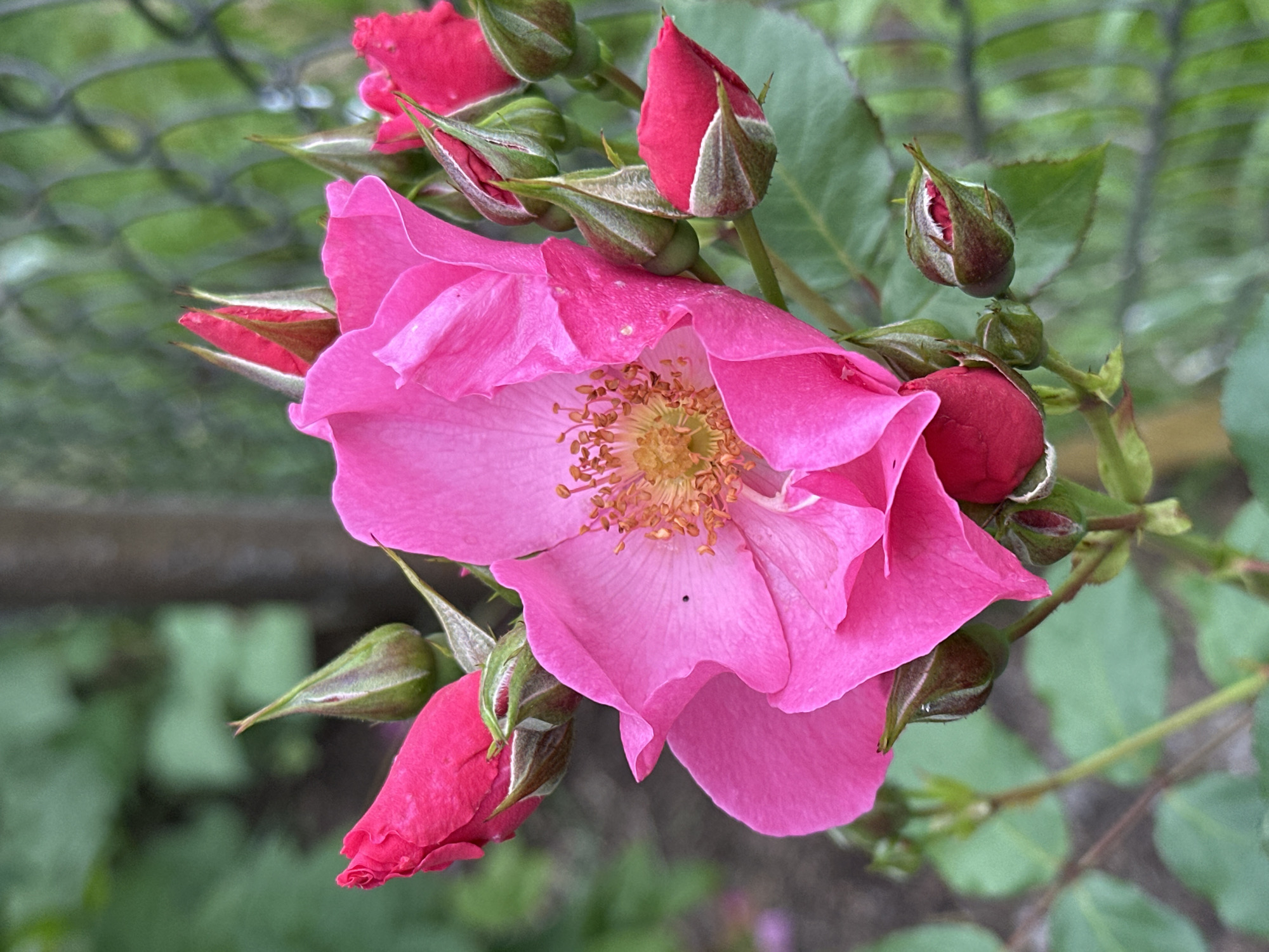 The image captures a close-up of a vibrant pink rose with multiple buds. The rose is in full bloom, revealing its delicate petals and a cluster of stamen in the center. Several rosebuds, varying in their stage of development, surround the main flower. Some buds are tightly closed and vibrant red, while others are partially open, showing hints of pink. The background is softly blurred, featuring green foliage and a hint of a chain-link fence, suggesting an outdoor setting. There is no indication of the location being specifically in Novogorbovo, Russia. The image appears to be a natural detail shot focused solely on the flora.