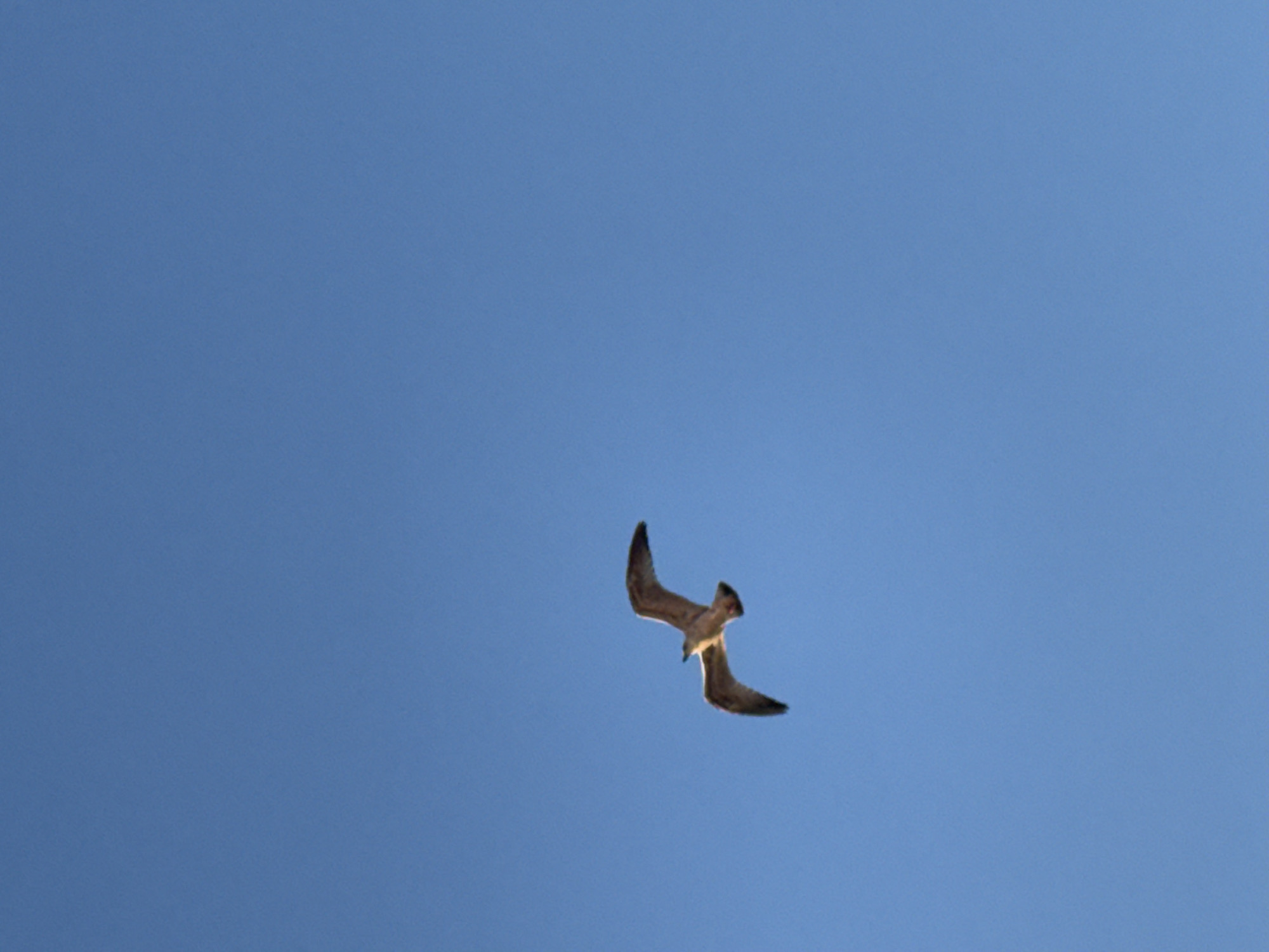 A single seagull is captured in mid-flight against a clear, bright blue sky. The bird is positioned in the lower left quadrant of the image, with its wings outstretched and slightly angled upwards. The seagull appears to be a juvenile or a species with brown and white plumage. The sky is vast and unobstructed, indicating an outdoor environment. There are no visible landmarks or structures that would specifically place the image in Sozopol, Bulgaria. The photograph is taken from a low angle, looking up at the bird.