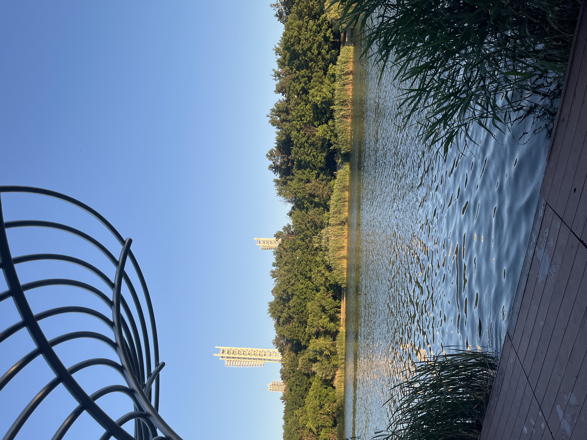 This image depicts a tranquil waterside scene, likely in Krasnodar, Russia, given the architectural style of the distant towers. The foreground features a wooden deck with visible planks, extending towards a body of water. Tall reeds or grasses grow along the edge of the water on both the right and left sides of the frame. The water itself is calm, reflecting the clear blue sky and the surrounding greenery, with ripples suggesting a gentle breeze.
In the midground, a dense line of lush green trees forms the backdrop, creating a natural barrier along the waterfront. Behind the trees, three distinct towers rise into the sky. The most prominent is a tall, white, lattice-like structure with multiple levels of lights or platforms. To its left and right are slightly shorter, similar towers, also with a white, modern aesthetic. The sky above is a clear, bright blue, indicating daytime with fair weather. The lighting suggests it is late afternoon or early evening, as warm tones are reflected on the water. There are no people or animals visible in the image. The overall impression is one of peaceful coexistence between urban development and nature.