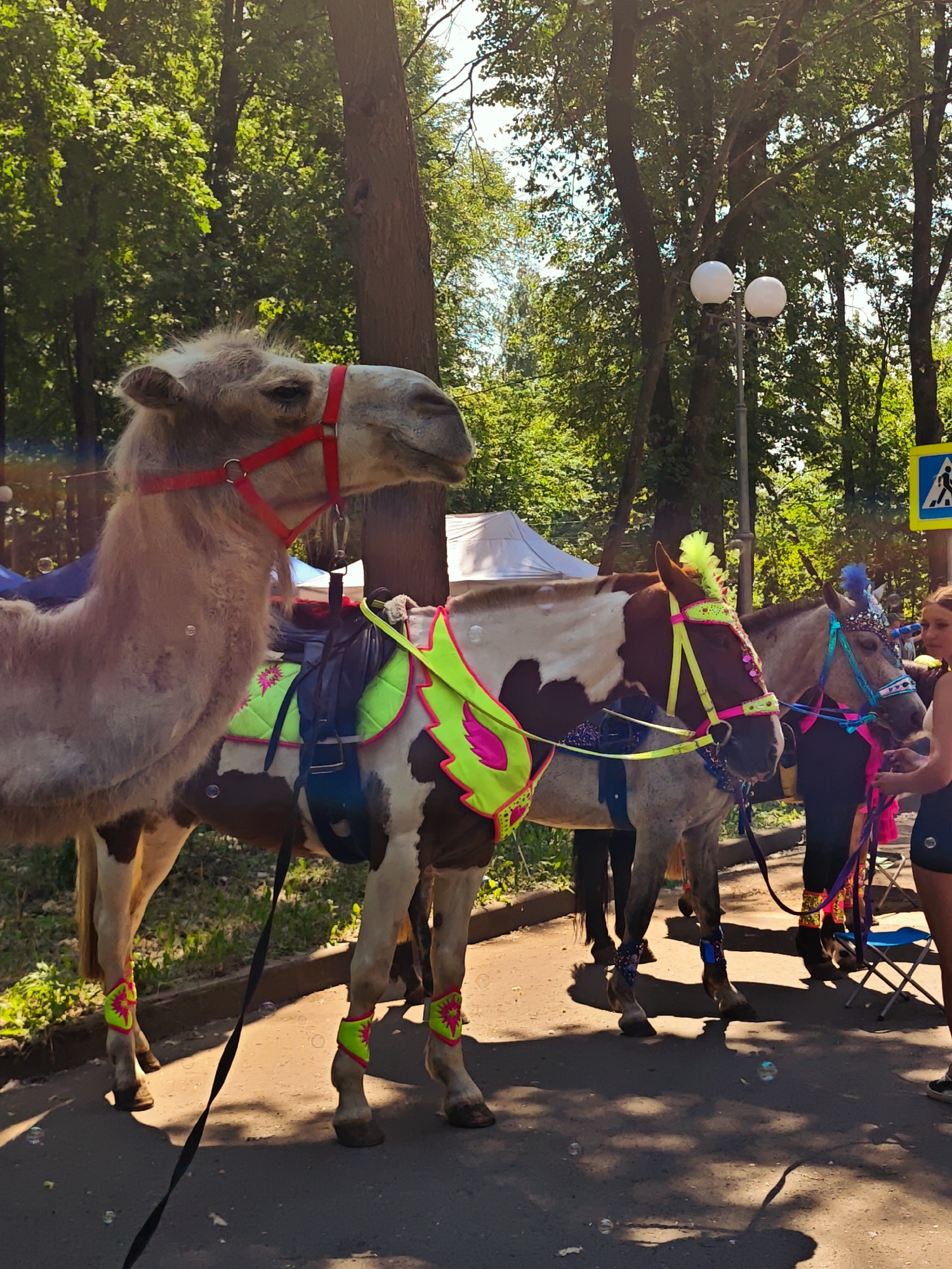 A dromedary camel and two horses, adorned with brightly colored festive decorations, are presented for public viewing. The dromedary camel, with a prominent hump and a light brown coat, is fitted with a red halter and a saddle pad embellished with neon green and pink accents. It stands to the left, facing right. The first horse, a pinto with brown and white markings, is positioned to the right of the camel, also facing right, and wears a similar neon green and pink saddle pad and bridle adorned with a bright green feathered crest. The second horse, a lighter gray color, stands further to the right, facing right as well. It is decorated with a blue and silver headdress and a matching bridle. A young woman with blonde hair, wearing a black tank top and dark shorts, stands to the right of the second horse, holding its reins. She is looking towards the horse, engaged in interaction. The background features a dense canopy of green trees, suggesting a park or outdoor public space. Two white spherical lamps are visible on a pole to the right, and a blue and white pedestrian crossing sign is also present. The ground is paved, with shadows cast by the trees and subjects. Bubbles are scattered throughout the scene, particularly in the foreground, indicating a festive atmosphere. The setting is the city of Kimry, Russia, likely during a local celebration or event.