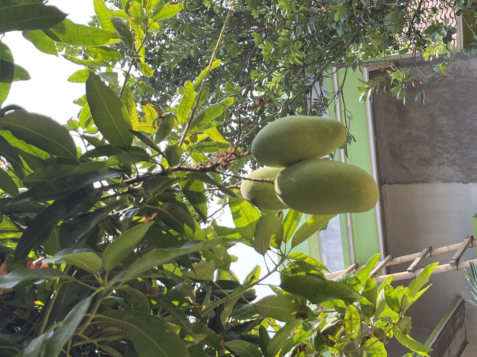 The image depicts a cluster of green mangoes hanging from a tree, with lush green leaves in the foreground and a bright sky in the background. In the lower portion of the image, a portion of a building with a green trim and a concrete wall is visible, along with a wooden ladder leaning against it. The scene is likely set outdoors in a tropical or subtropical climate. The exact location is unknown, but the presence of a building and ladder suggests a residential or agricultural setting.