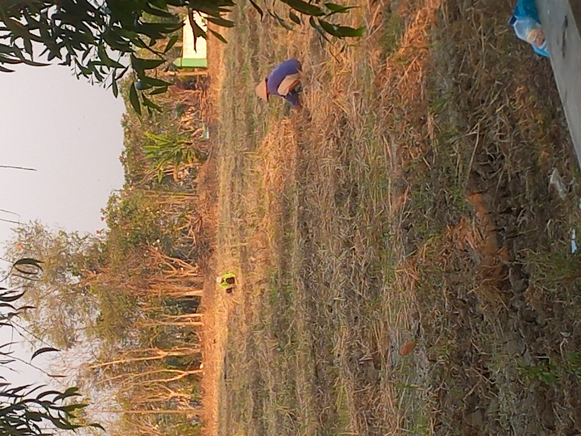 In a rural area of Megaluh, Indonesia, two individuals are engaged in agricultural work in a dry, fallow field. The ground is covered with dried grasses and soil, suggesting it is either post-harvest or preparing for new planting. One person, wearing a straw hat and a blue shirt, is crouched low, tending to something on the ground. Another individual, in the distance, also appears to be working in the field, dressed in a bright yellow garment and a hat. The background consists of a line of trees and vegetation, with a building visible on the far right. The lighting indicates it is either early morning or late afternoon, with the warm tones of the sun illuminating the scene.