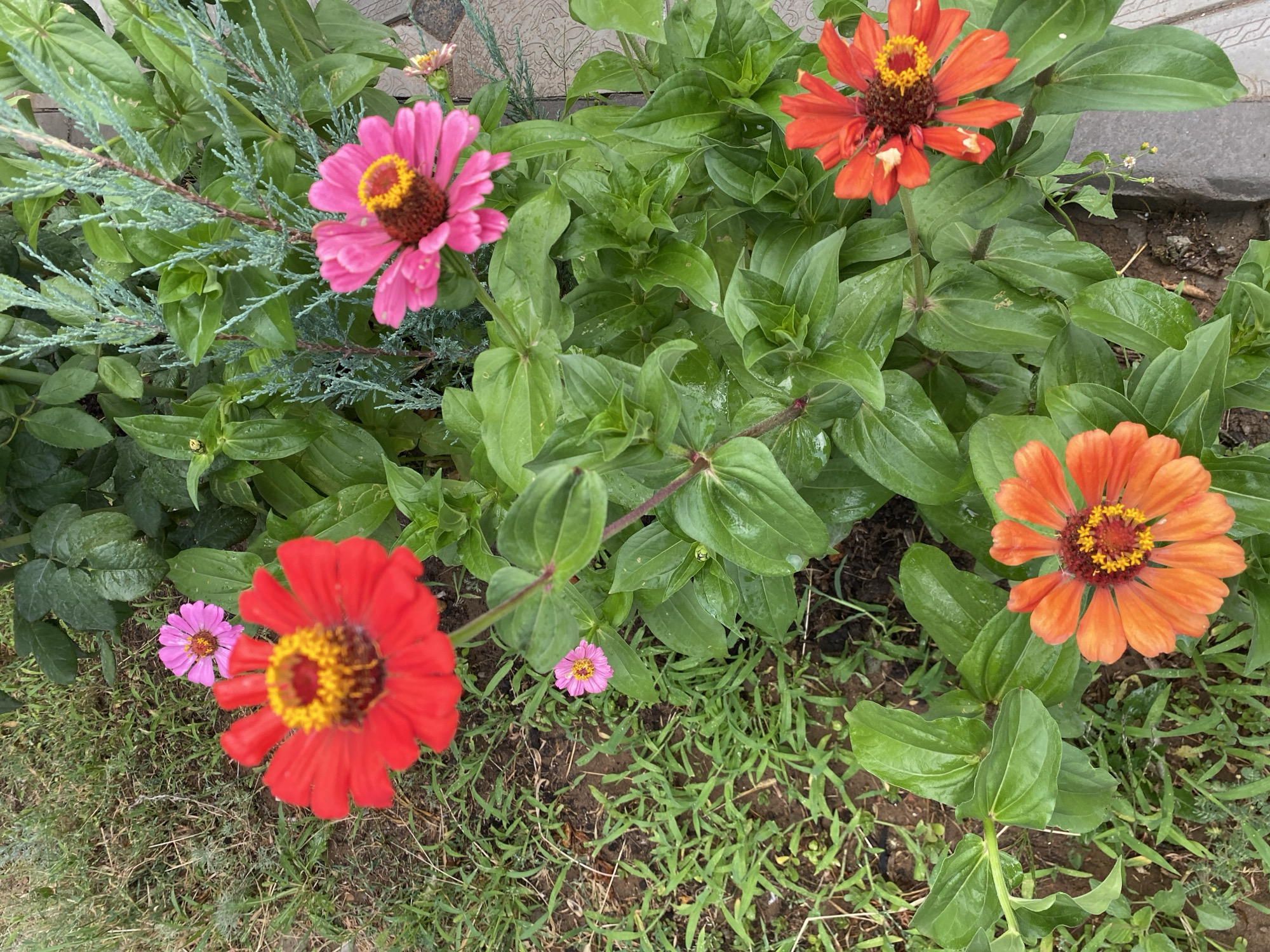 The image shows a close-up, eye-level view of a garden bed with several zinnias in bloom. The flowers vary in color, with a large red zinnia prominently featured in the upper left, a bright pink zinnia to its right, and two orange zinnias in the lower portion of the frame. The flowers have green foliage and are interspersed with grass and a small coniferous plant with blue-green needles. The ground is a mixture of soil and green grass. The scene appears to be outdoors, likely in a residential garden, and is devoid of any people or animals. The style of the flowers and foliage suggests a temperate climate. The image does not provide any specific visual cues to identify its location within the Байқоныс ауылдық округі, Kazakhstan.