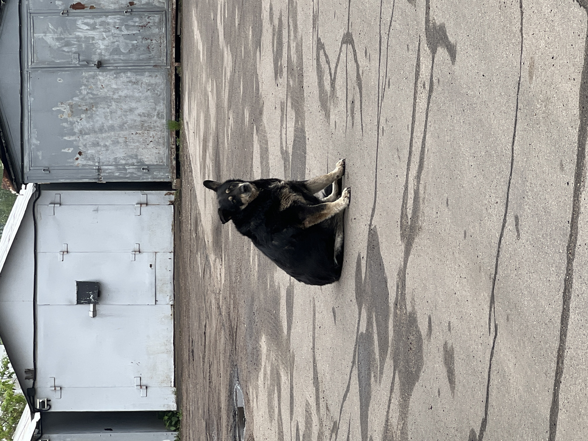 A medium shot of a black dog lying on its side on a concrete surface, with a low, direct camera angle. The dog appears to be resting comfortably. Behind the dog is a series of metal garages, some with visible signs of weathering and rust. The ground has irregular dark lines possibly indicating moisture or staining. The dog appears to be a stray in an industrial area. The location is potentially in the city of Mytishchi, Russia, based on given information.