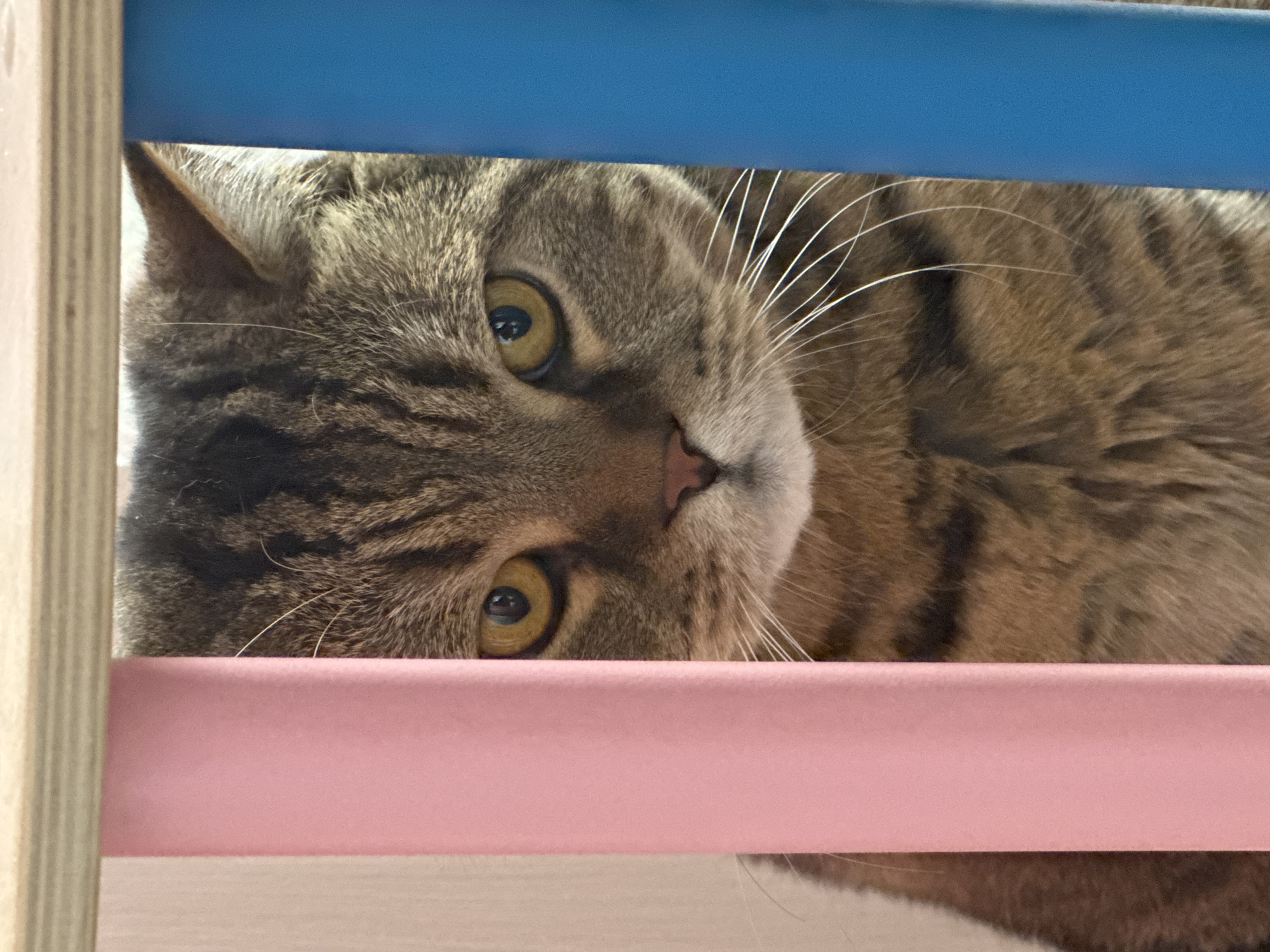 The image is a close-up, eye-level shot of a tabby cat peeking through what appears to be a colorful structure. The cat's face is the primary subject, with its head tilted and eyes wide open, looking directly at the camera. The cat has distinctive brown and black tabby markings, with bright yellow eyes. Its whiskers are prominent and white.
The cat is positioned between two colored bars, one blue and one pink, which are part of a structure that also includes what looks like light-colored wooden supports on the left side of the frame. The lighting suggests it is daytime, likely indoors or in a shaded outdoor area. There are no discernible weather conditions or specific location cues, beyond the provided context of Mikhaylovsk, Russia. The cat's expression is curious and alert. No text is visible in the image. The overall impression is of a playful or curious moment captured with a focus on the animal's gaze.