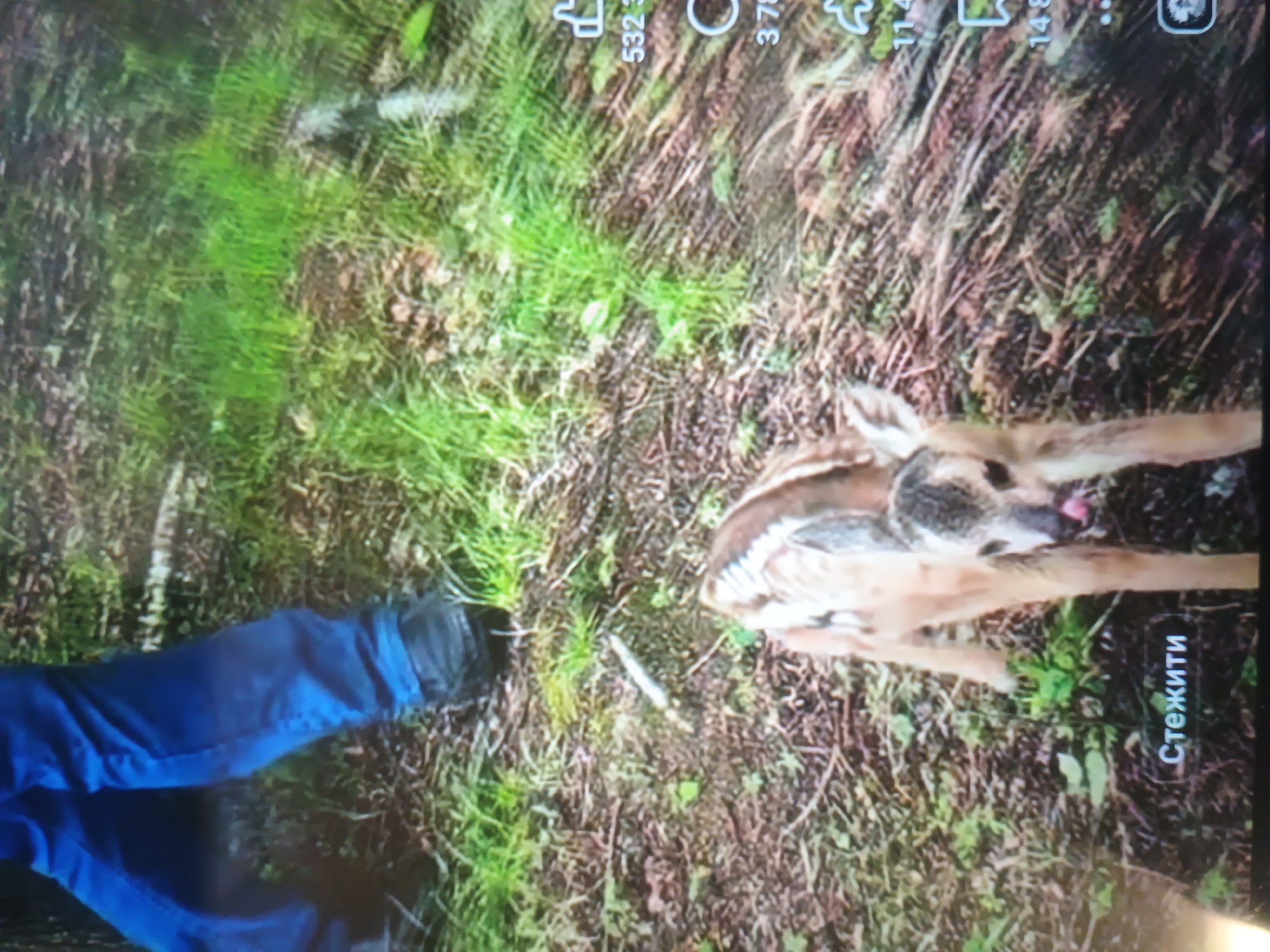 The image displays a low-angle view of a fawn and the lower body of a human in a natural, overgrown setting, identified as the city of Kroměříž, Czechia. In the foreground, a light brown fawn with visible white spots on its back and sides stands with its head slightly turned towards the camera, its tongue partially extended from its mouth. In the background, the lower legs of a person are visible, clad in blue denim jeans and black closed-toe shoes, standing on the forest floor. The environment consists of dark soil, scattered dried leaves, and patches of vibrant green grass. Digital interface elements are present: a vertical column of partially visible white numbers and icons (e.g., "532 3", "3 78", "11 4", "148") on the right side, and the Cyrillic word "Стежити" (meaning "Follow" or "Track") in white text at the bottom left. The image itself appears to be a photograph of a screen, exhibiting minor glare and pixelation.