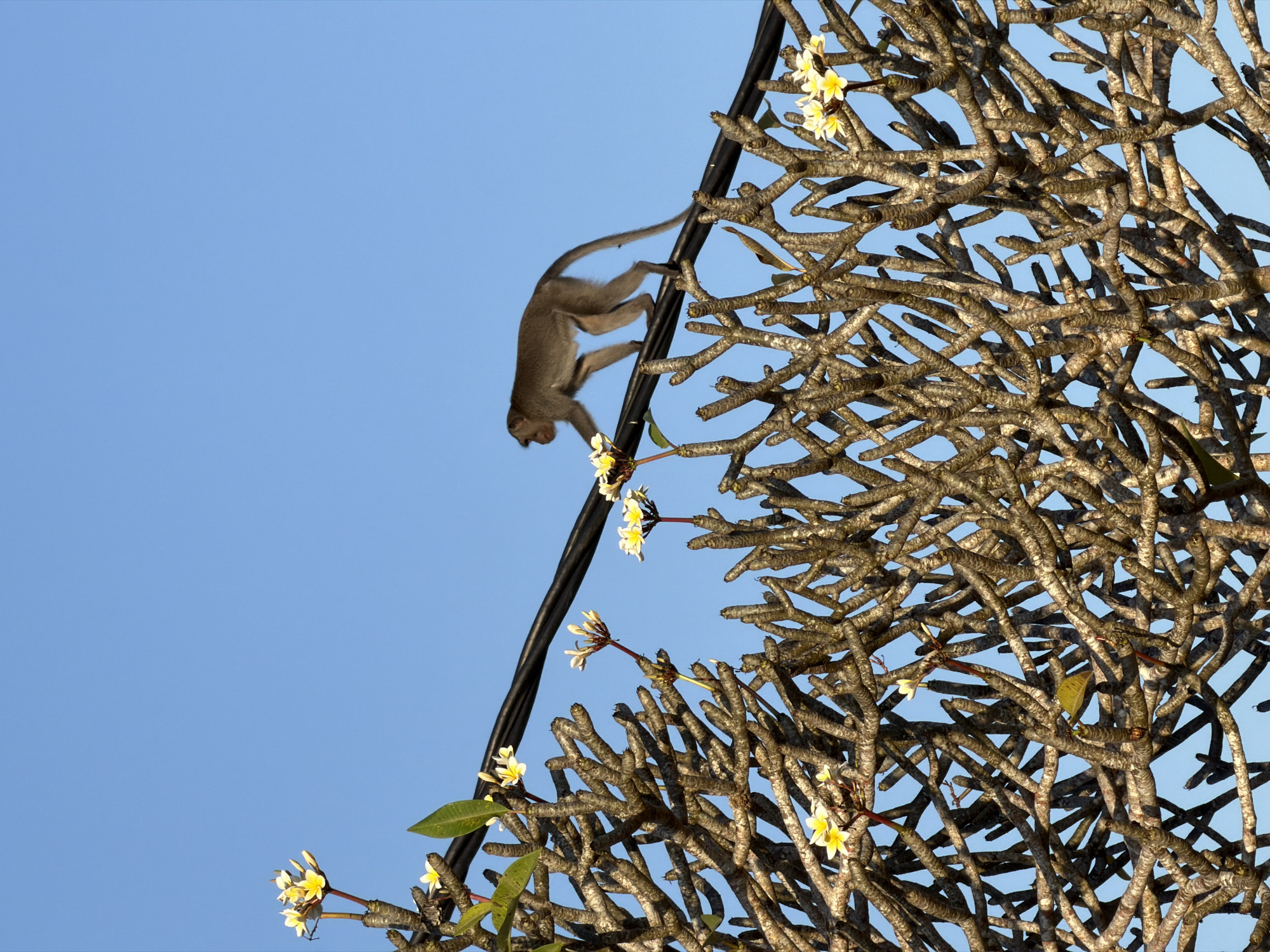 A macaque monkey walks on a power line in front of a clear blue sky. The monkey is positioned in the center-right of the frame, moving from left to right. In the foreground, a dense network of leafless branches, likely from a plumeria tree, fills the lower half of the image. Several small white and yellow plumeria flowers are visible among the branches. The power line is black and runs diagonally across the upper portion of the image, passing just above the branches and below the monkey. The image was taken in Kuta Selatan, Indonesia, where such interactions between wildlife and infrastructure are common due to the presence of many temples and tourist areas that often have monkeys.