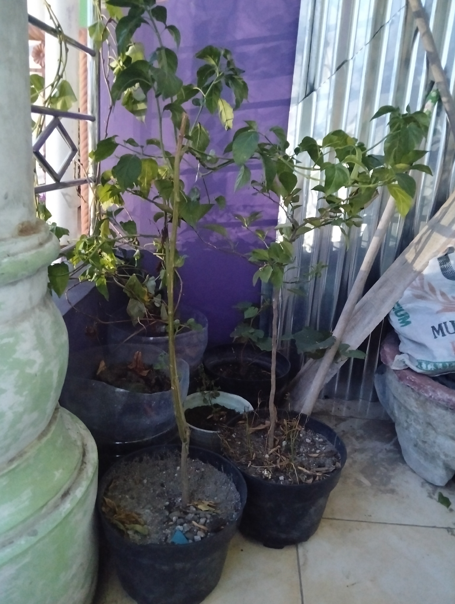 A close-up, eye-level shot captures a collection of potted plants situated outdoors. The plants are green and leafy, with some showing signs of wilting or dryness. They are housed in various containers, including black plastic pots and what appear to be repurposed plastic containers. In the foreground, a large, light green, stacked pot is visible on the left. Behind the plants, a corrugated metal wall with vertical lines forms the background. To the left of the metal wall, a purple fabric or tarp is stretched taut, and further left, a section of a metal railing with a diamond-shaped opening is present. A large, white bag with faint text, including the word "MUM" in large letters, is positioned behind the plants on the right side of the frame. The ground beneath the pots is paved with light-colored square tiles. The overall impression is one of a small, unkempt outdoor space. The scene suggests a location in the City of Medan, Indonesia, based on the context provided.