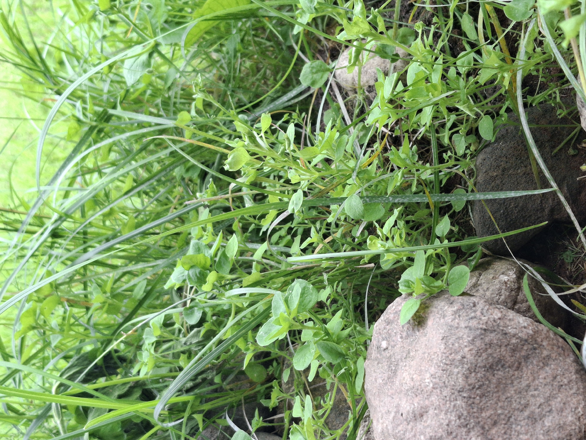 The image displays a close-up, ground-level view of lush green foliage, predominantly consisting of grasses and small plants, with several rocks interspersed throughout. The lighting suggests an overcast day or dappled shade, contributing to the overall green tones. In the foreground, a large, rough-textured, greyish-pink rock is prominent on the left, with a darker, smoother rock partially visible to its right. The vegetation is dense, with various shades of green due to different plant types and lighting conditions. Thin blades of grass are prevalent, along with broader-leaved plants. The background is a blur of green, indicating more vegetation and possibly a natural setting. The scene appears to be in a rural or semi-natural outdoor environment. Given the location information, this scene is set within Дубровенскі сельскі Савет, Belarus, likely in an area characterized by natural or semi-natural vegetation and rocky terrain. There are no people or animals visible in the image.