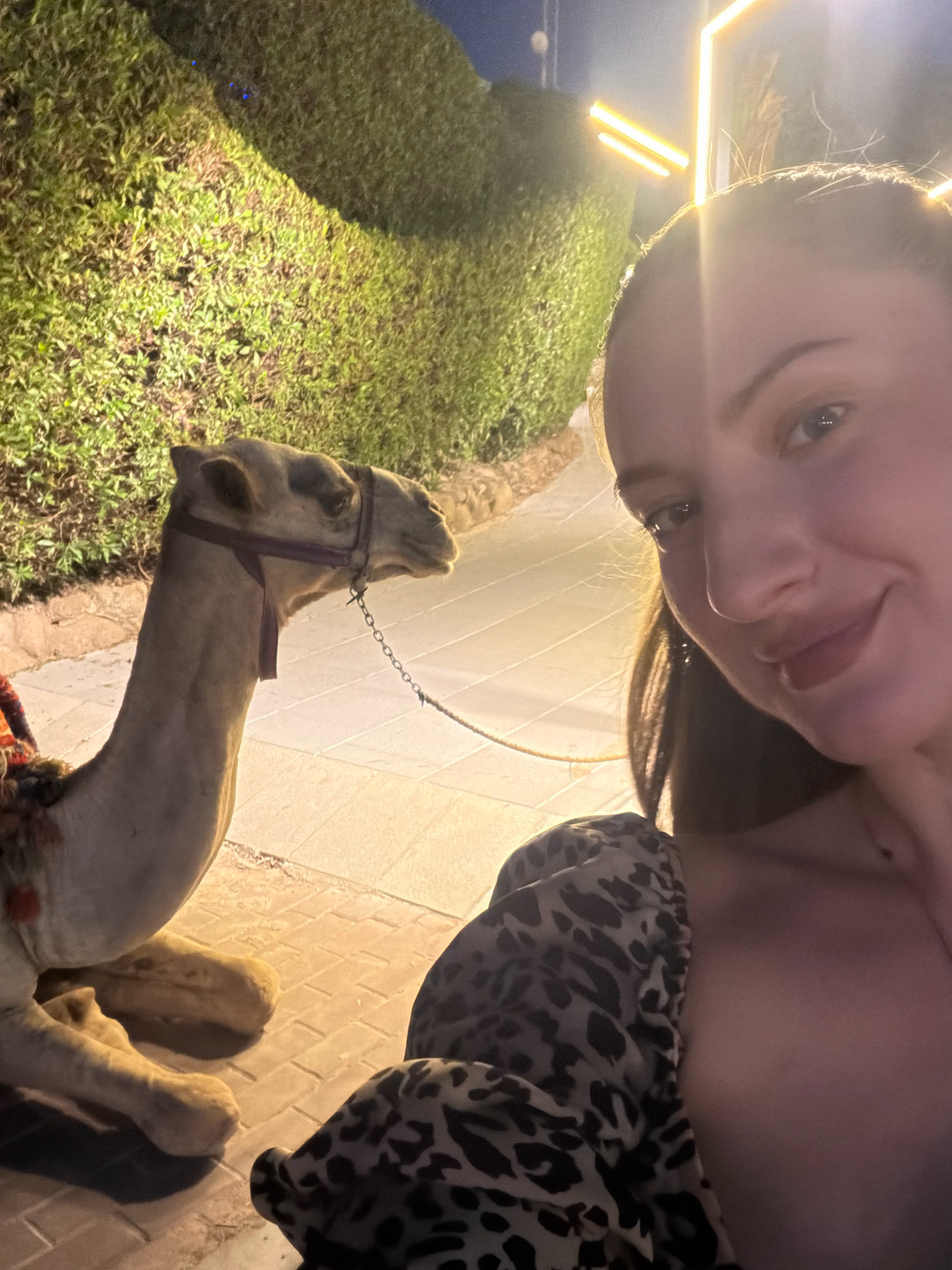 In Sharm El Sheikh, Egypt, at night, a woman takes a selfie with a camel. The woman is partially visible, smiling towards the camera, with a leopard-print garment on her shoulder. The camel is resting on a paved walkway beside a dense green hedge. Modern, angular lights illuminate the scene, casting a warm glow on the surroundings.