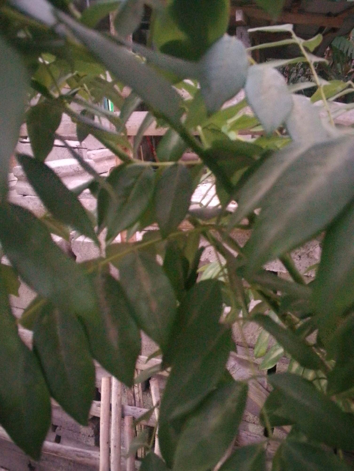 The image shows a close-up view of green foliage and what appear to be light blue, oval-shaped fruits or seed pods hanging from a plant. The background is blurred but suggests a rustic environment with wooden structures, possibly a fence or part of a building, and some sunlight filtering through the leaves. The scene is outdoors, and given the hint of Doko, Indonesia, it's likely a tropical or subtropical setting. There are no people or animals visible in the image. The overall impression is one of natural growth in a somewhat unkempt outdoor area.